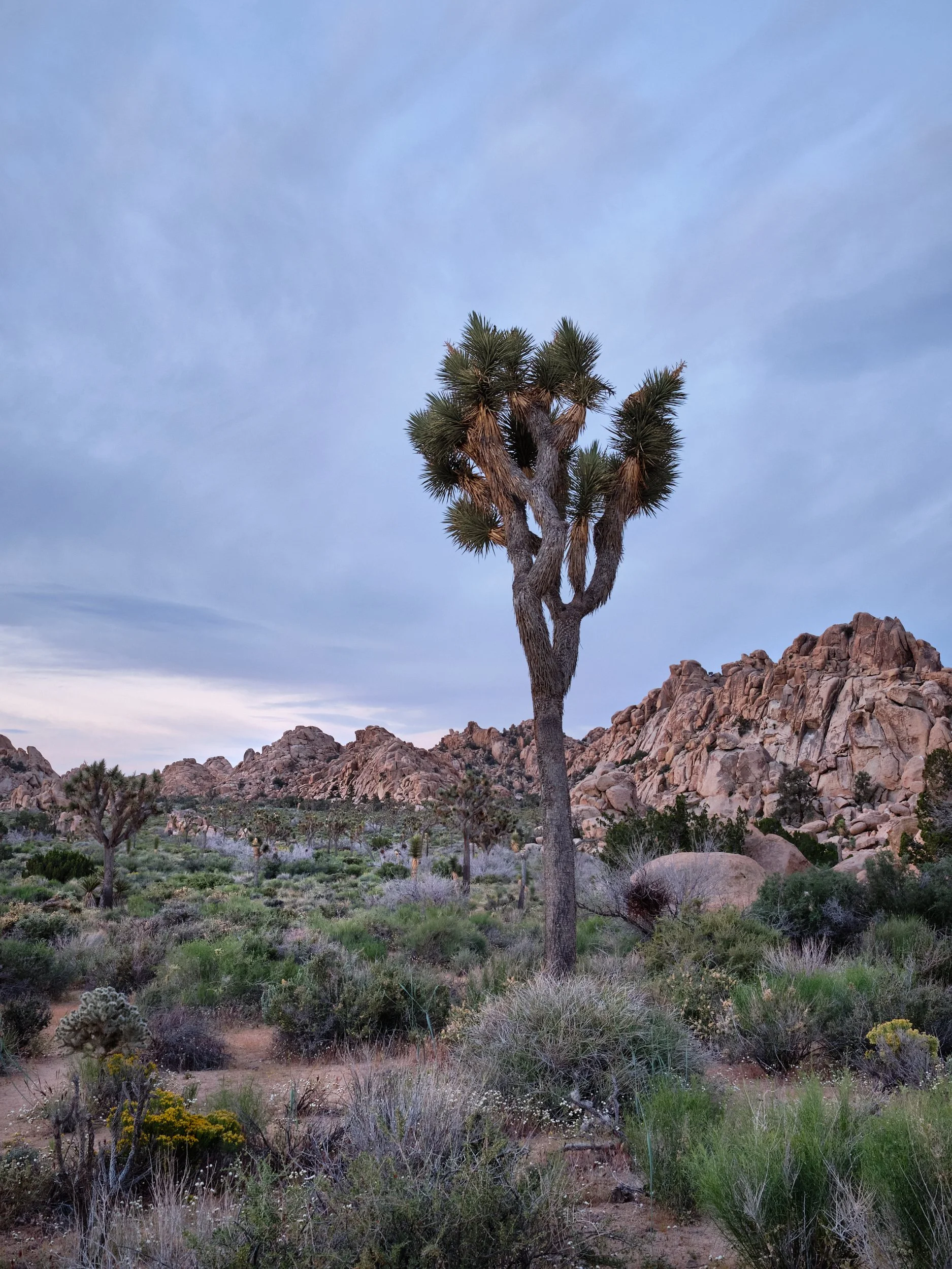 2017-05-08_05-45-08_JoshuaTree.jpg