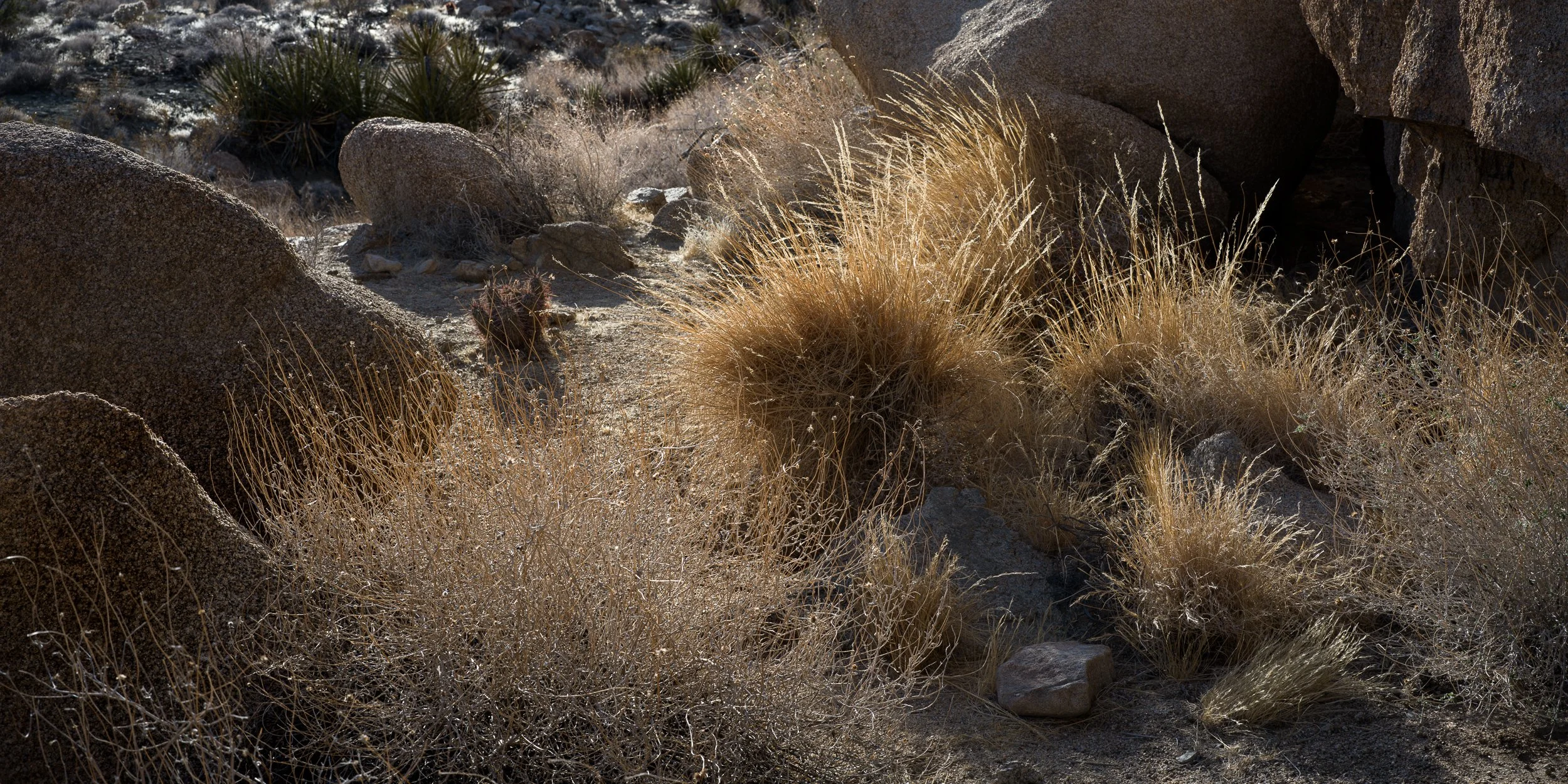 Joshua Tree grasses