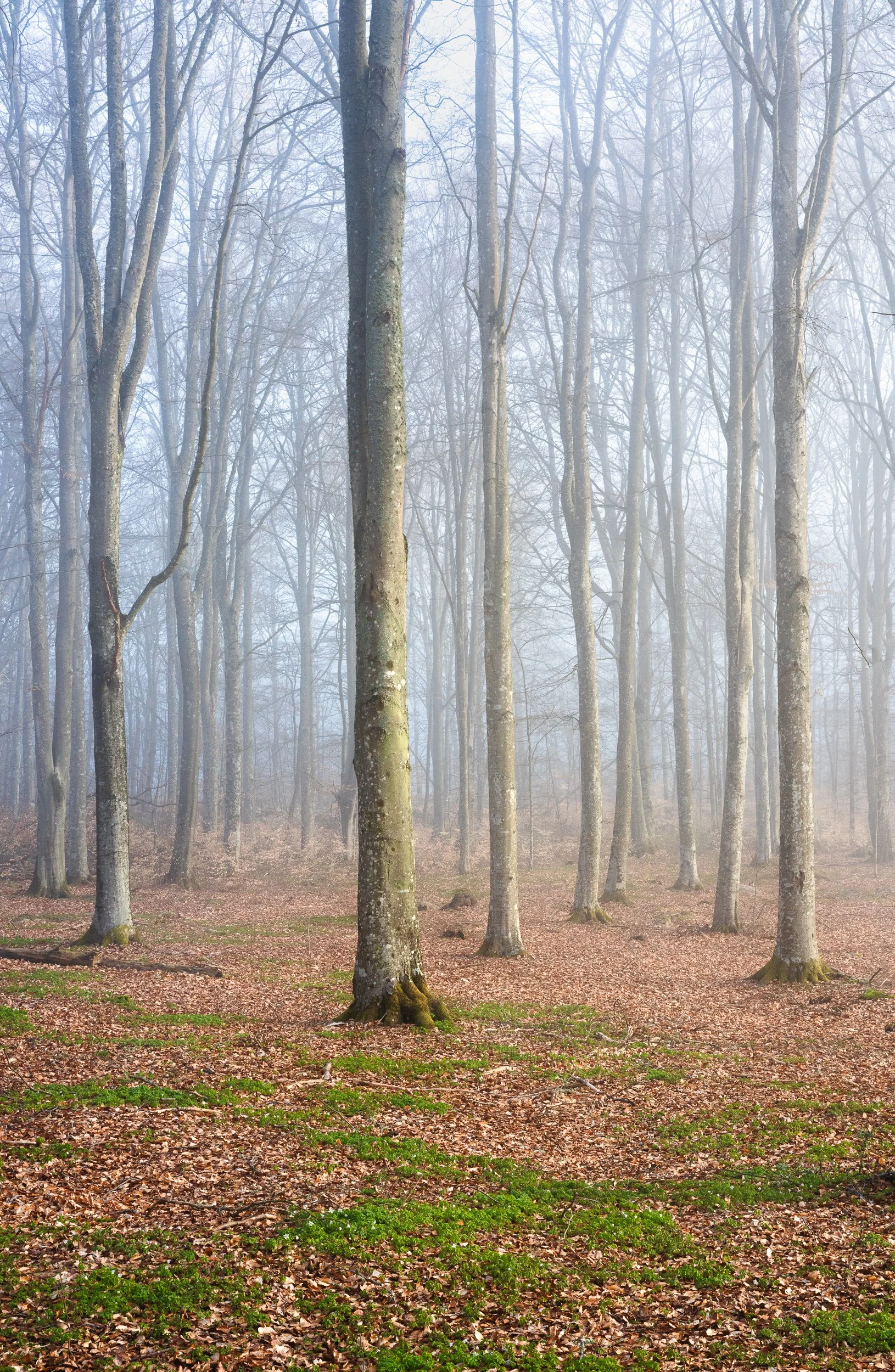 April, Beech Preserve, Sweden