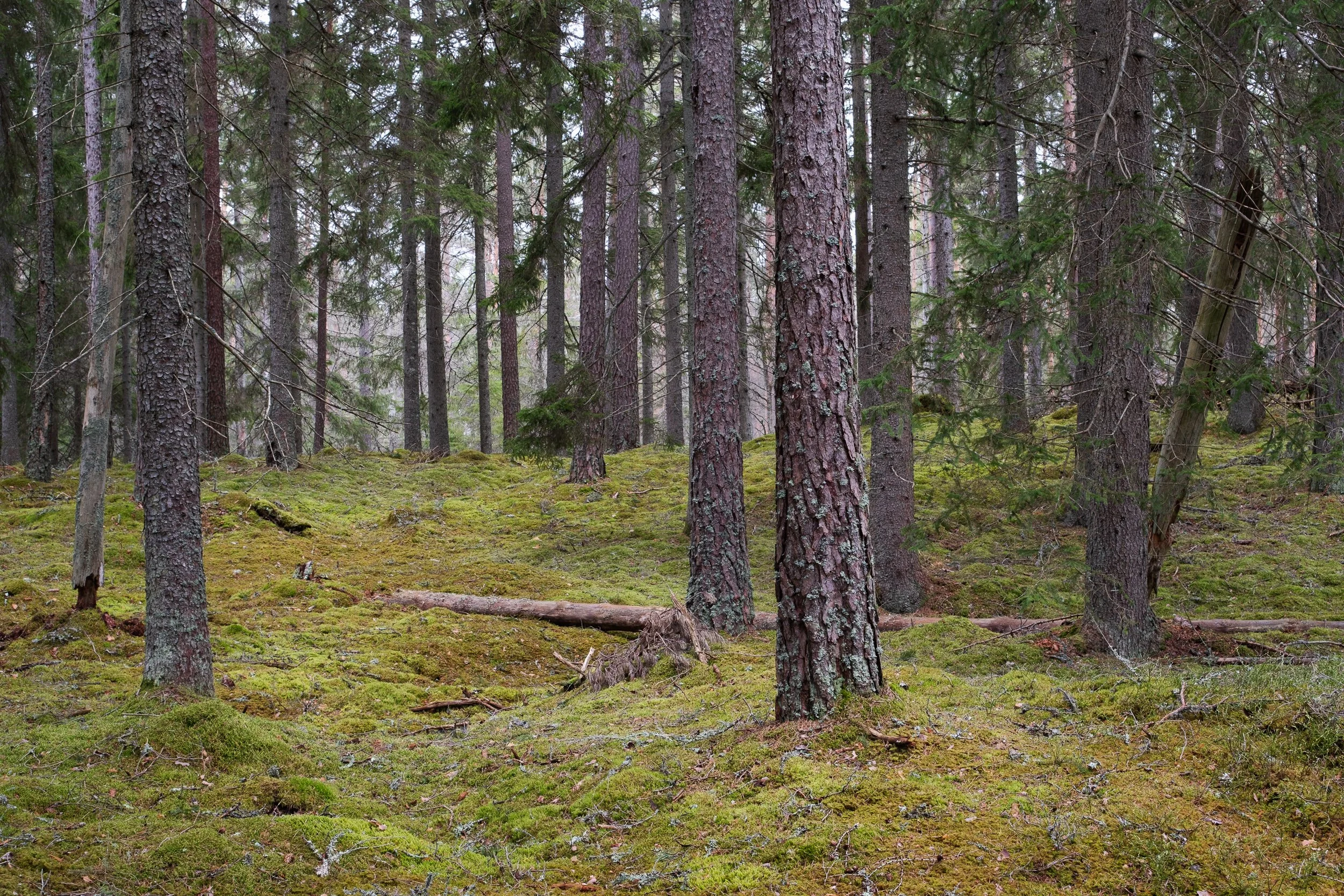 April, Tiveden NP, Sweden