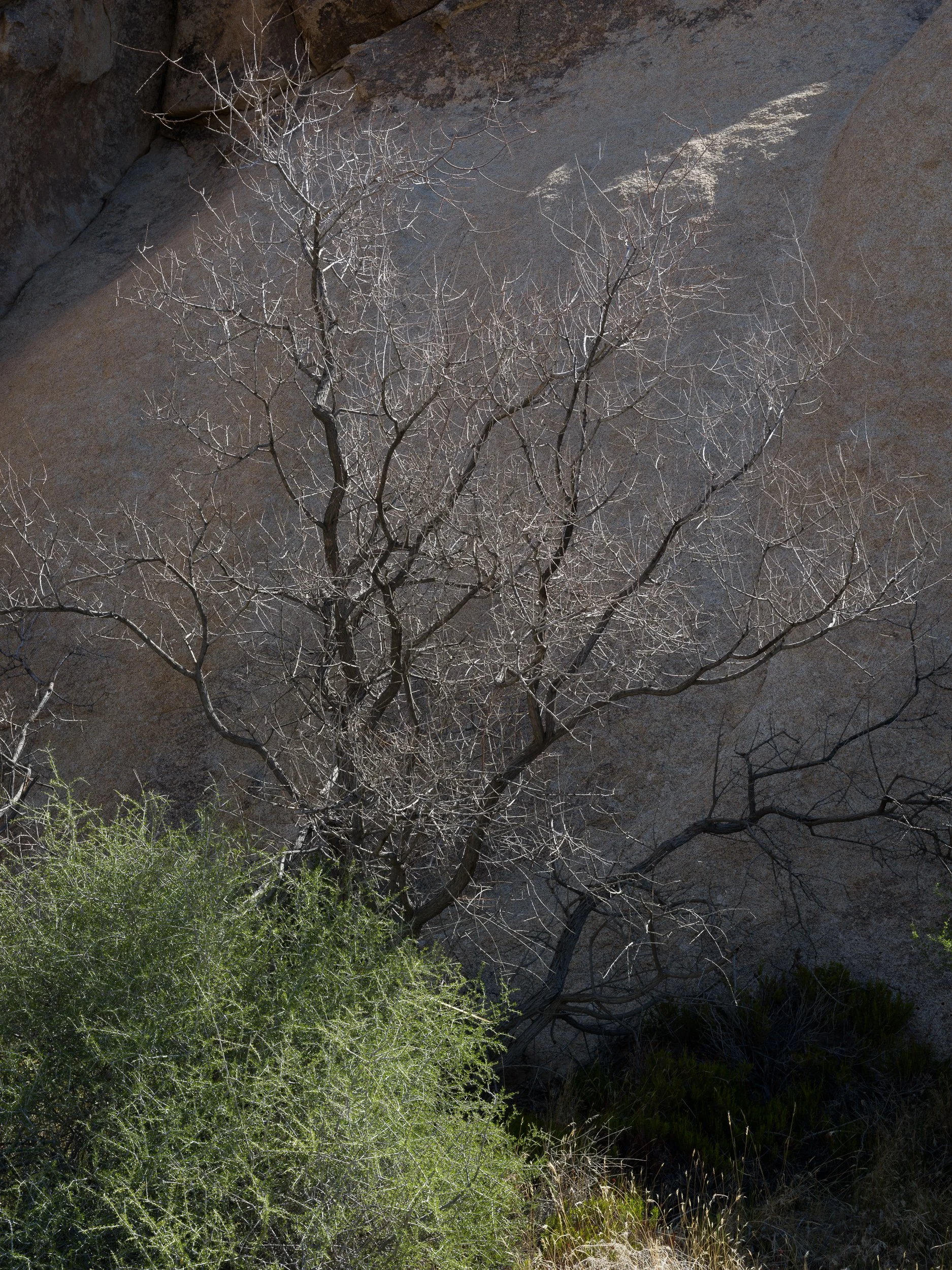 20250409-101333-HasselbladX2D 100C_Blog.jpg