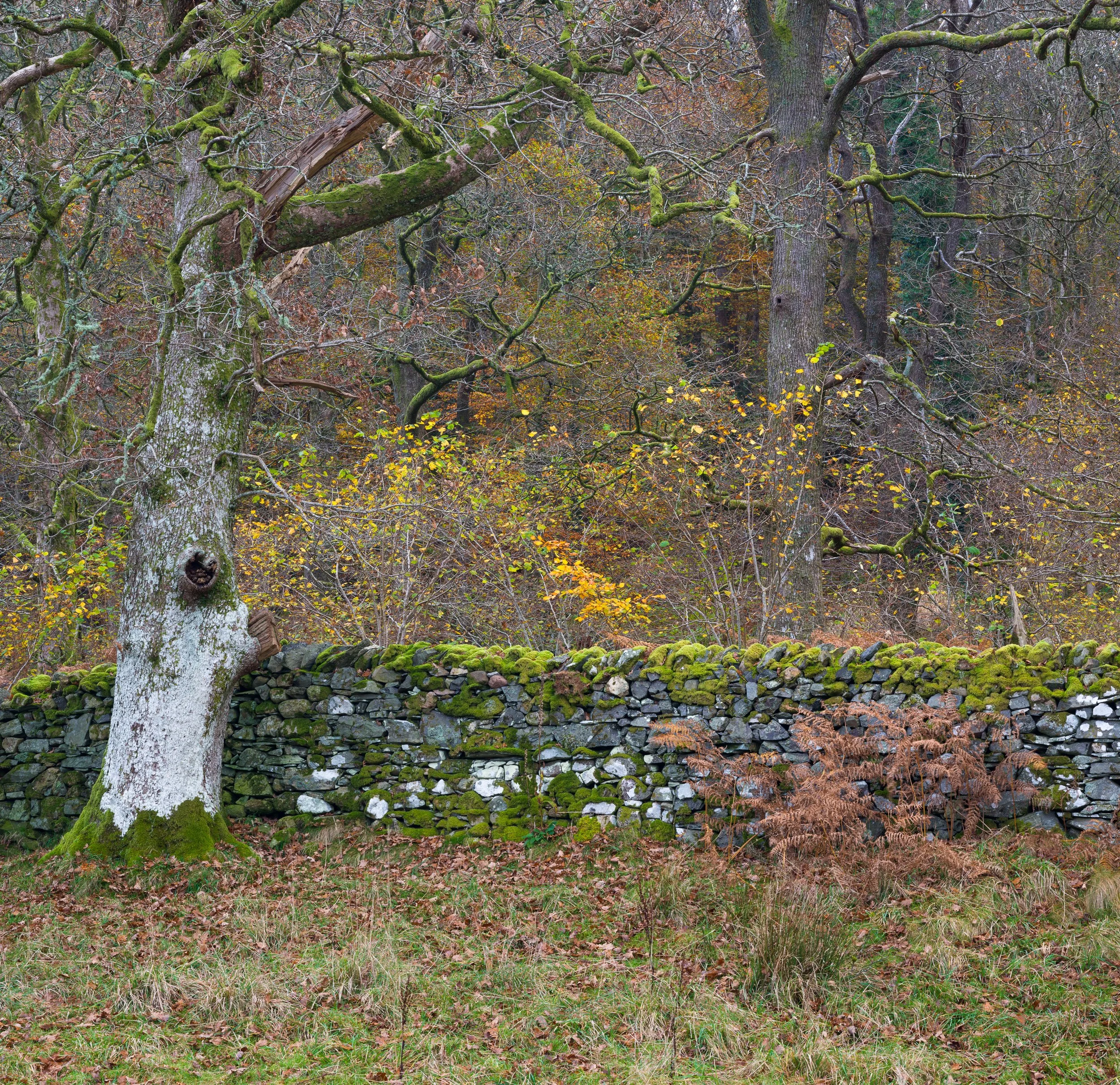 20241105-150008-HasselbladX2D 100C_Blog.jpg