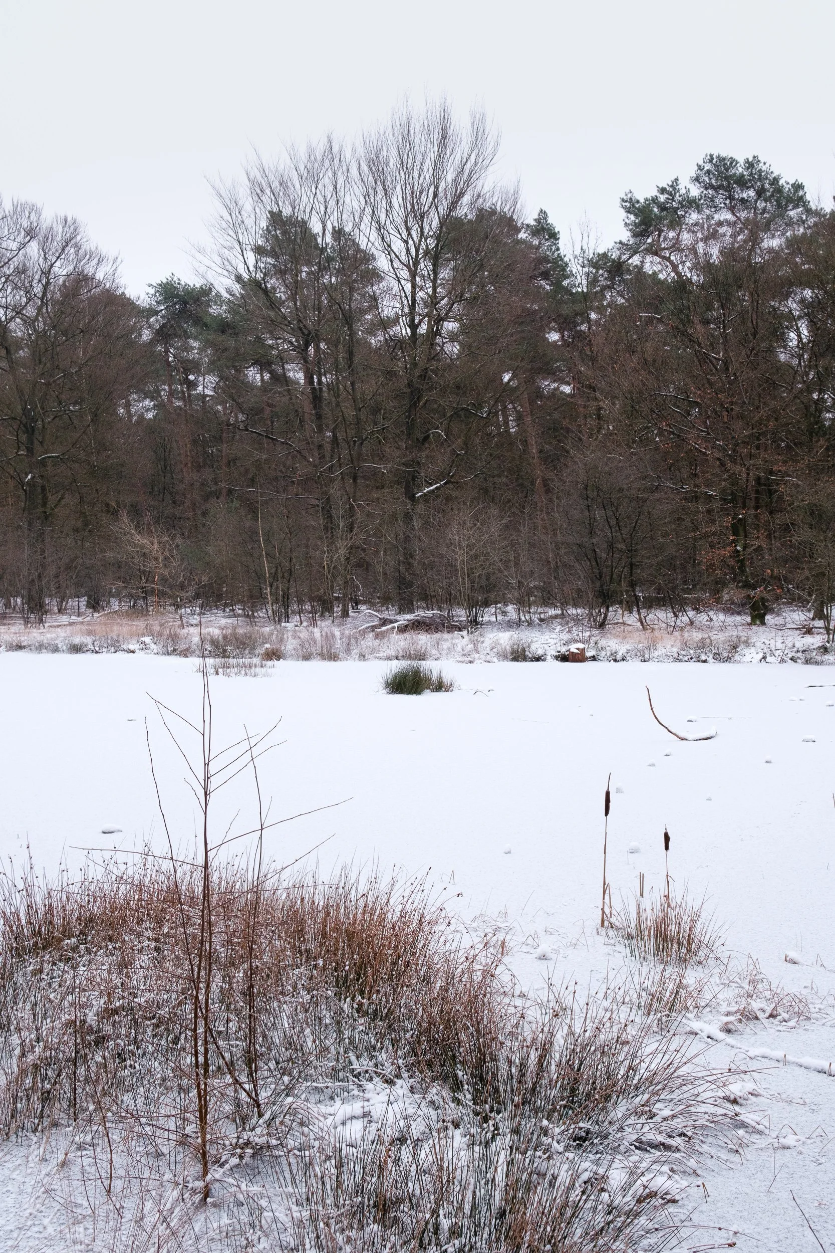 January, Oisterwijk, NL