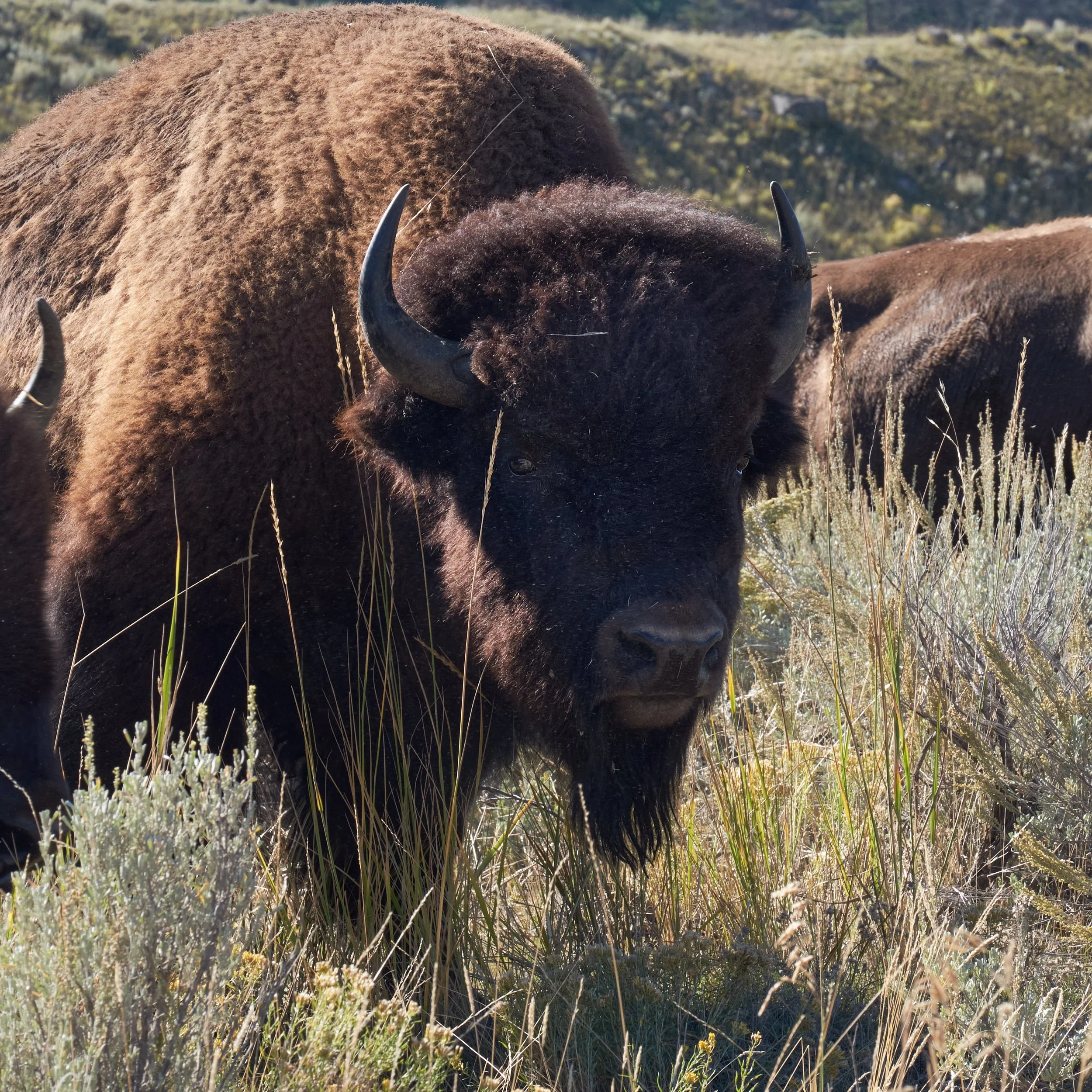 2014-09-08_10-00-22_Yellowstone.jpg