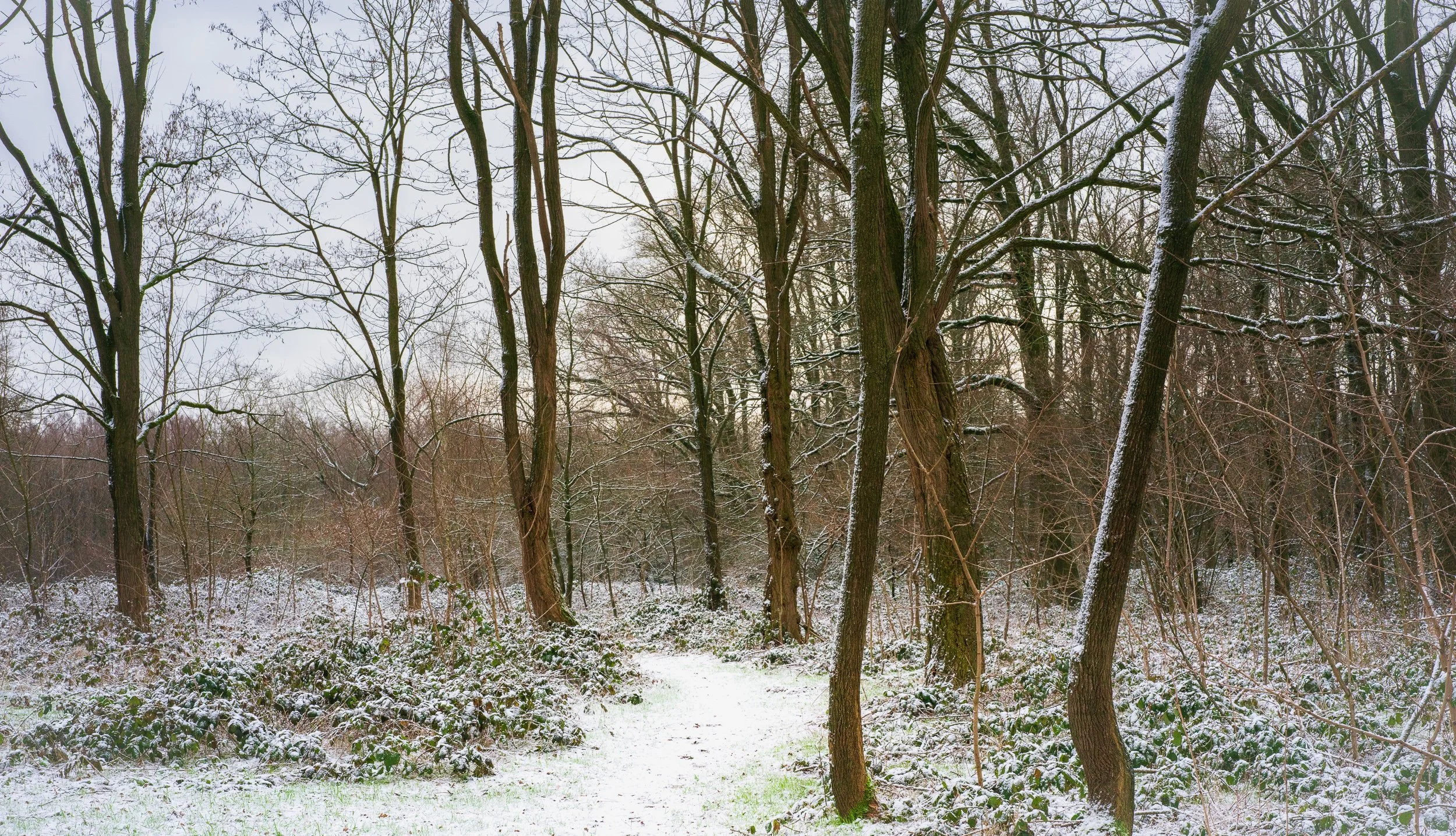January, morning walk Didam