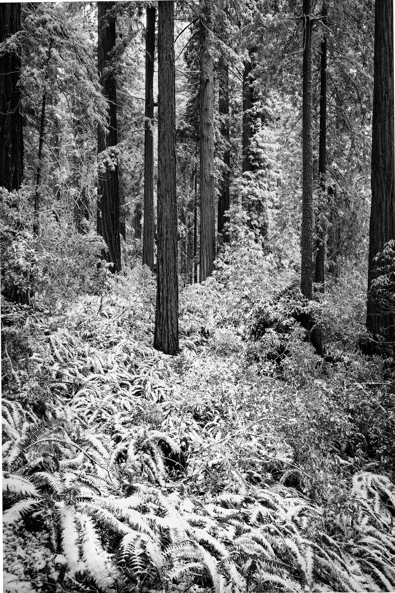 2018 - -24-20180219_2018 Redwoods NP_0539-IridientEdit.jpg
