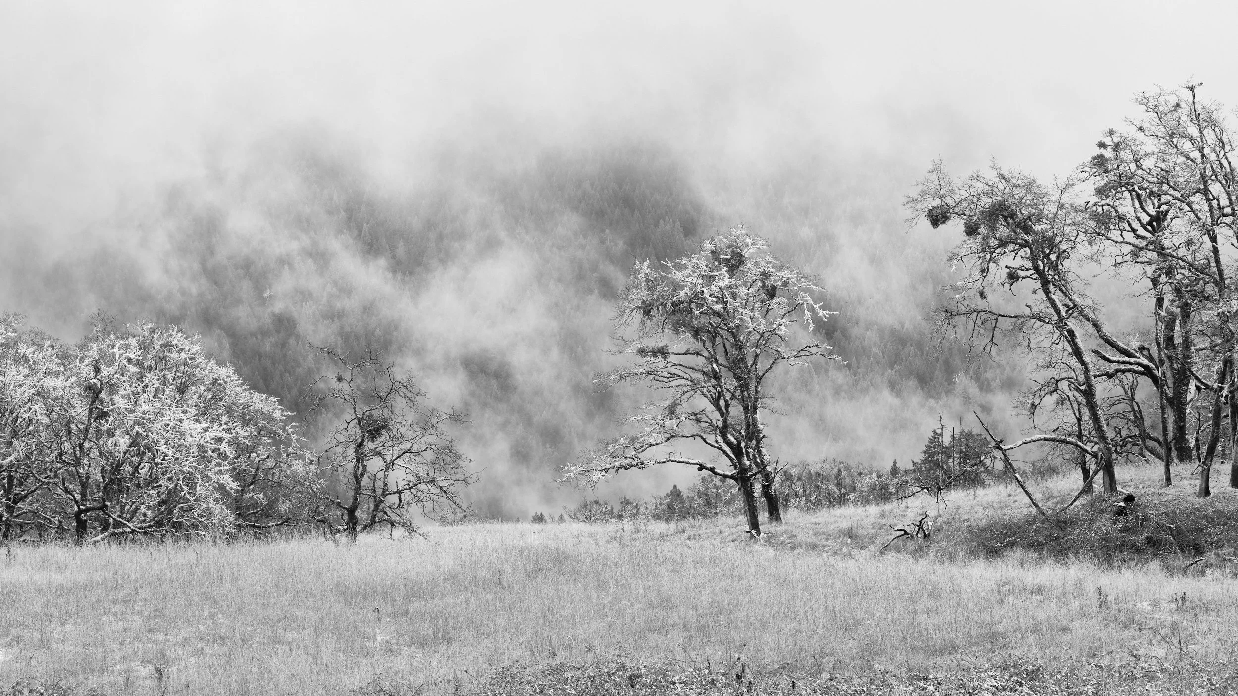 2018 Bald Hills Scenic Drive, black oaks 