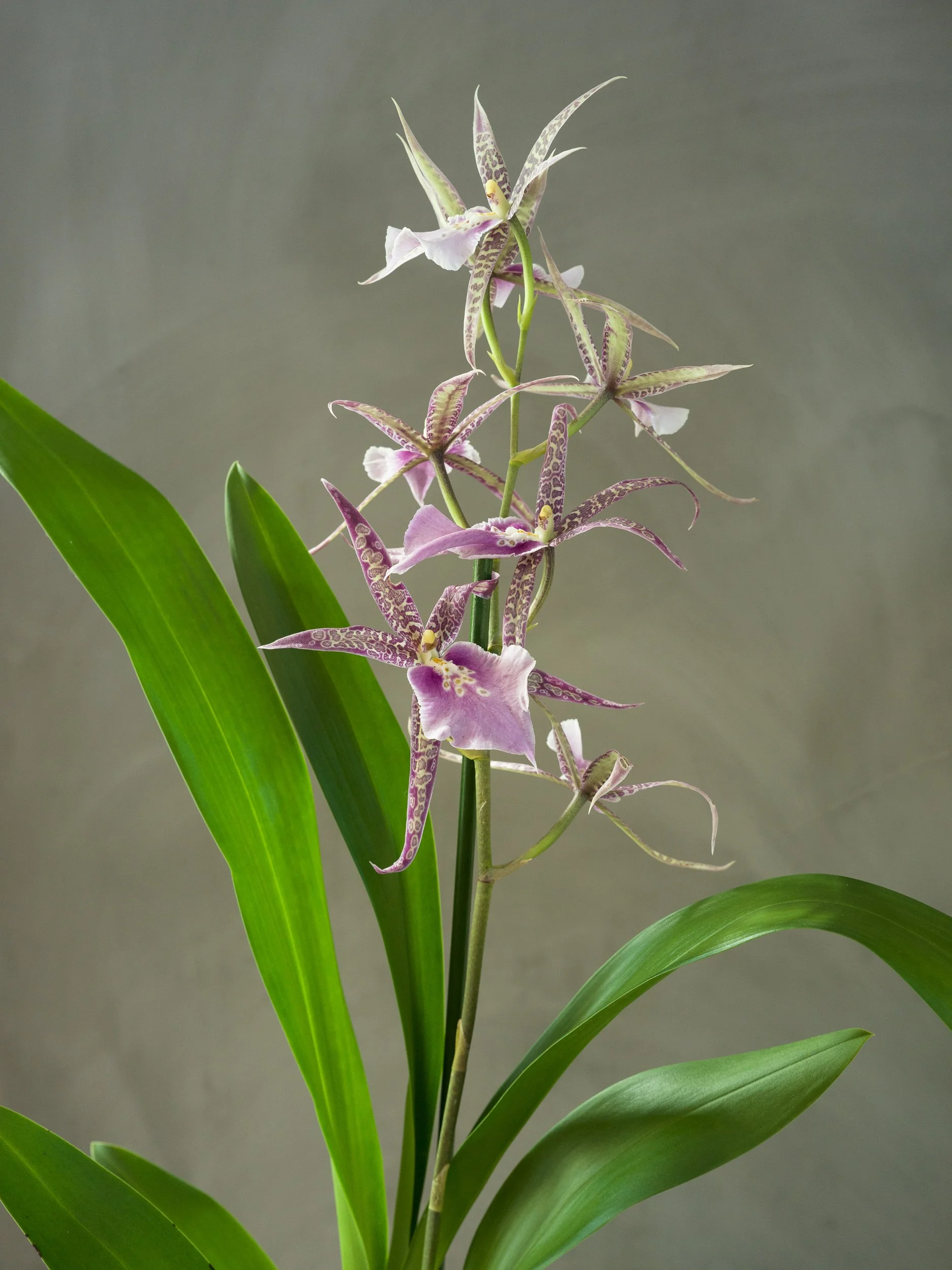 October, orchid