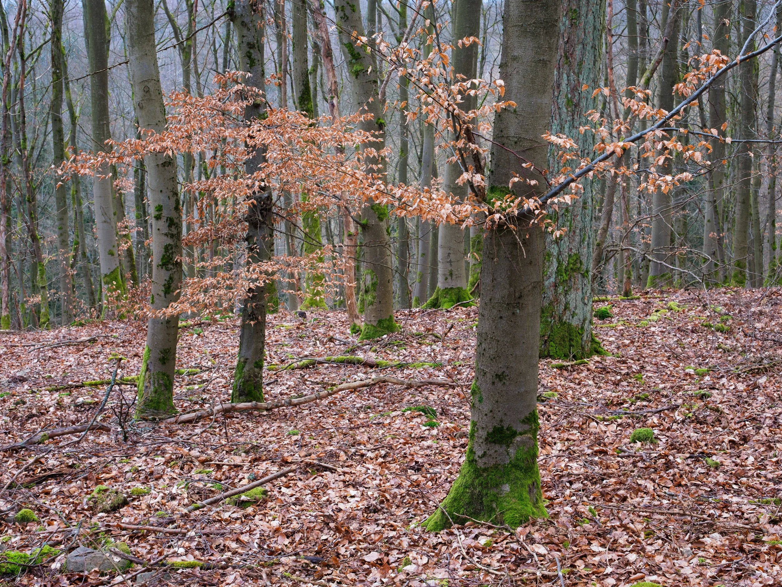 April, Kellerwald-Edersee NP, Germany