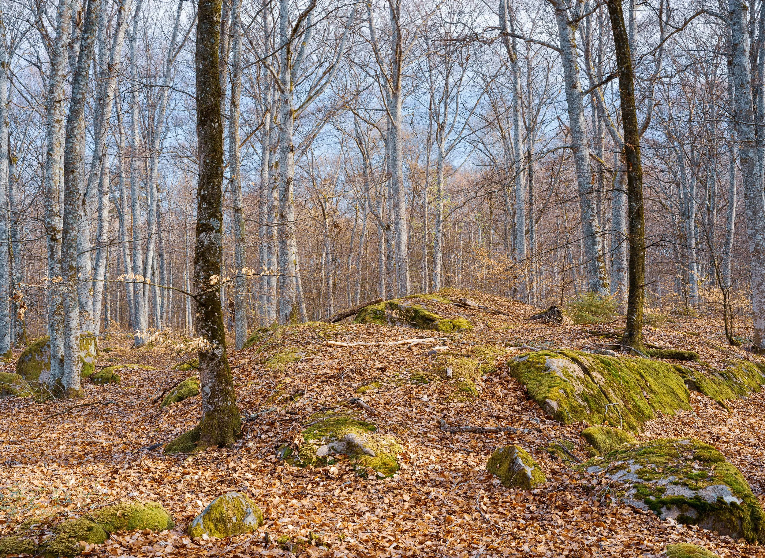 April, a nature reserve, Sweden