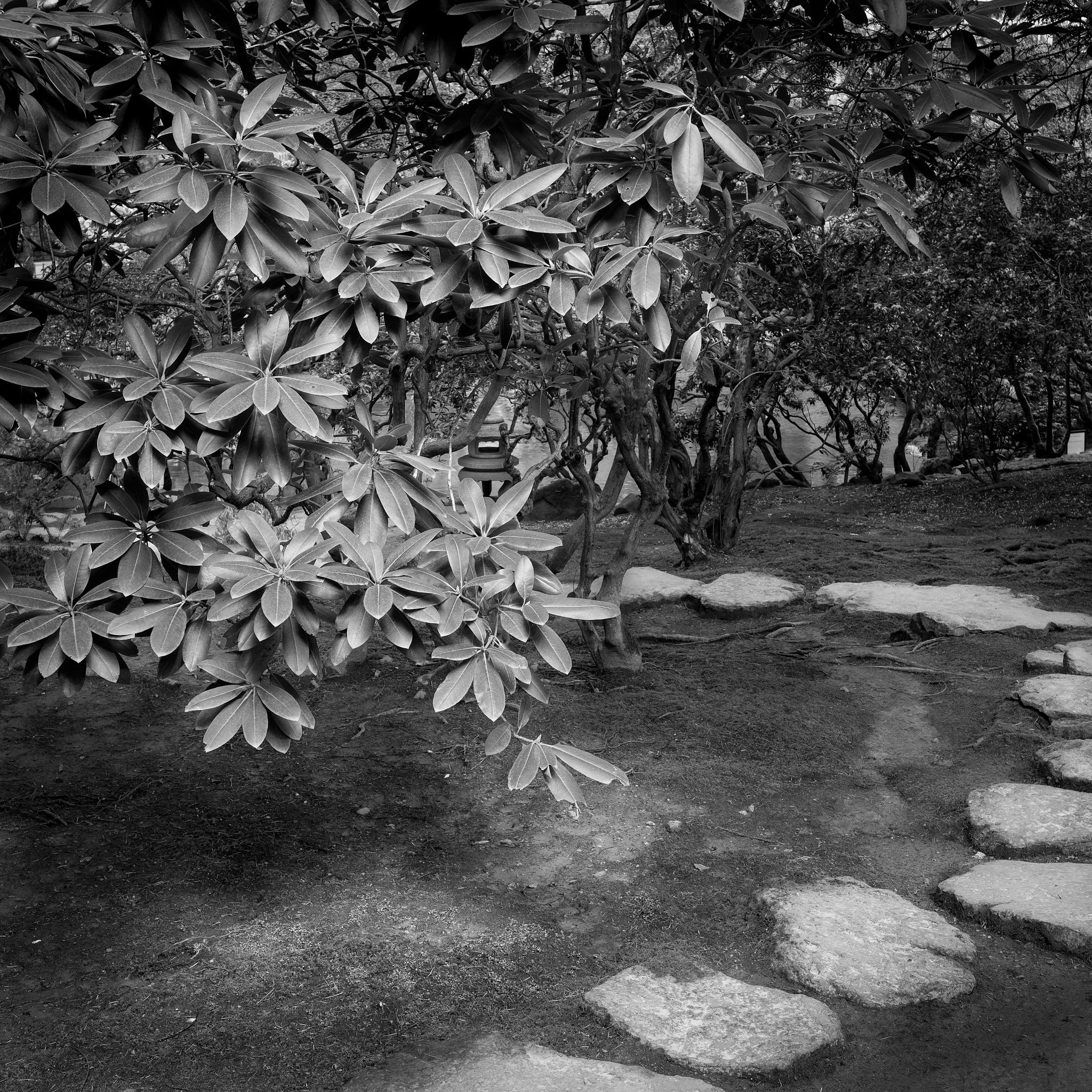 2018 - -42-20180330_Portland Japanese Gardens_0132-IridientEdit.jpg