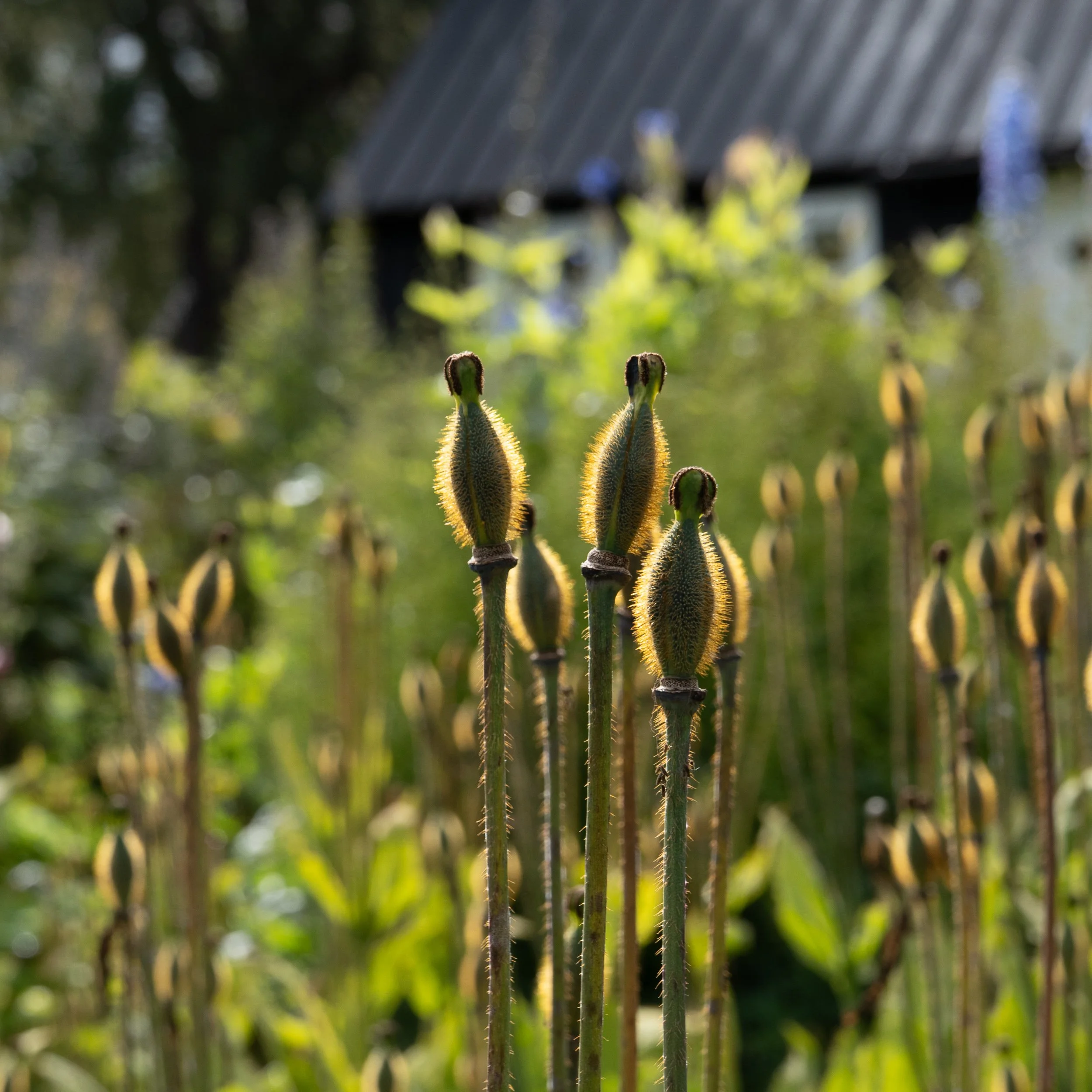 Akureyri Botanical Gardens