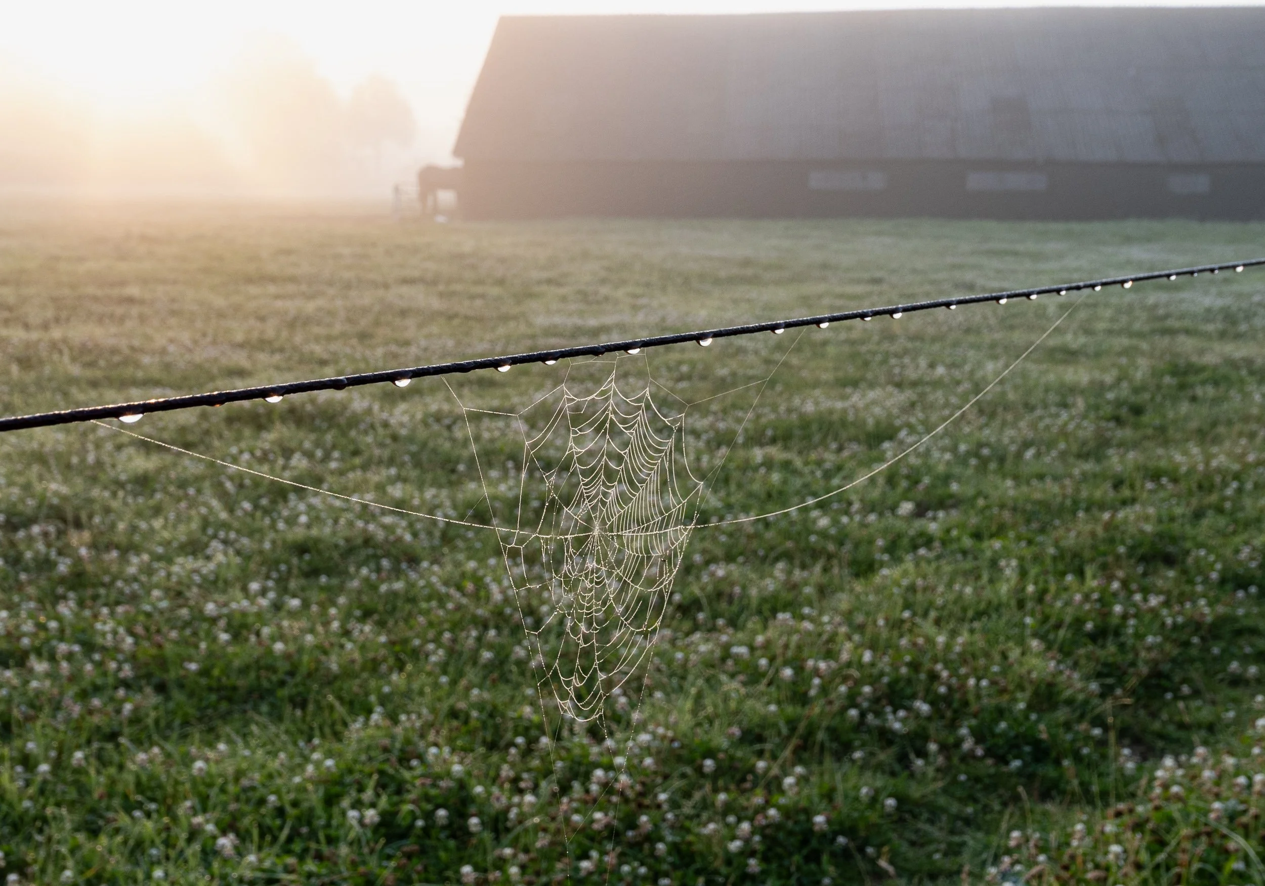 July, early morning walk, Didam