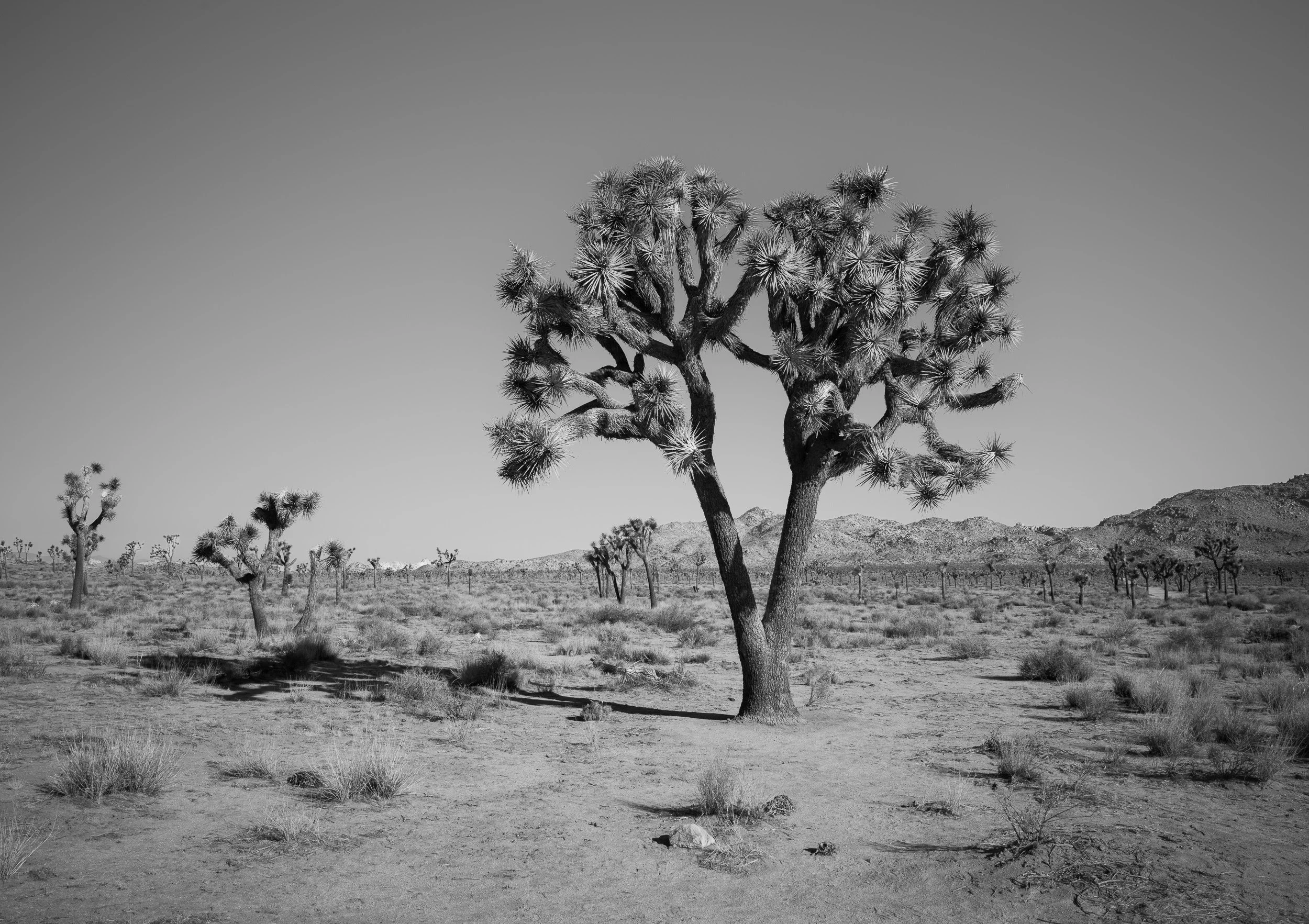 Joshua Tree