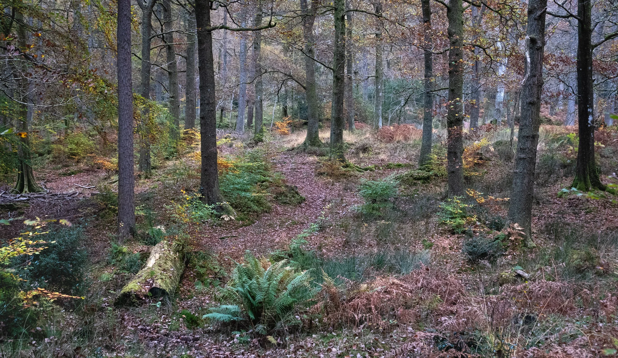 November, Borrowdale Lake walk, Lake District, England