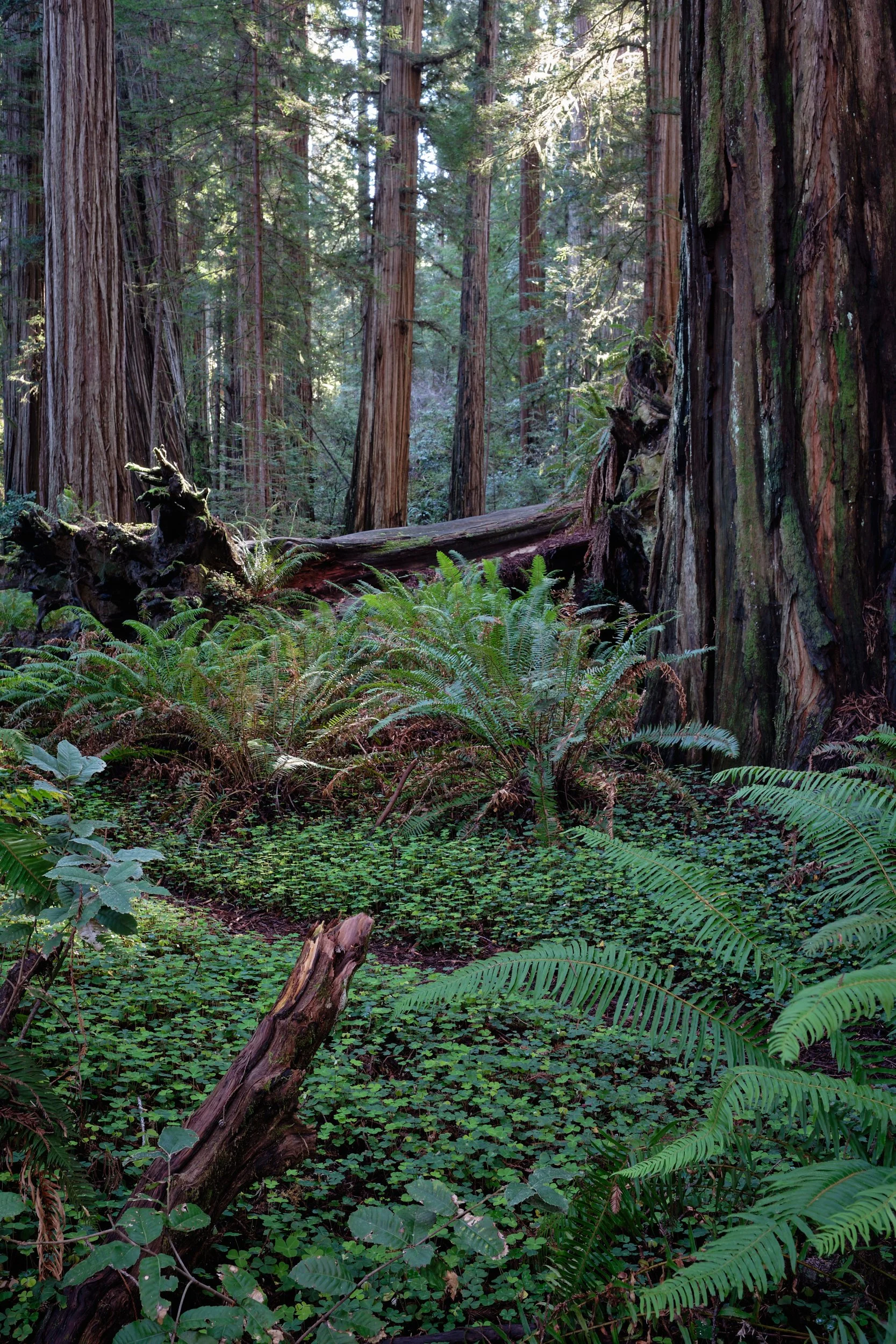 2018-02-16_10-09-41_Redwoods.jpg