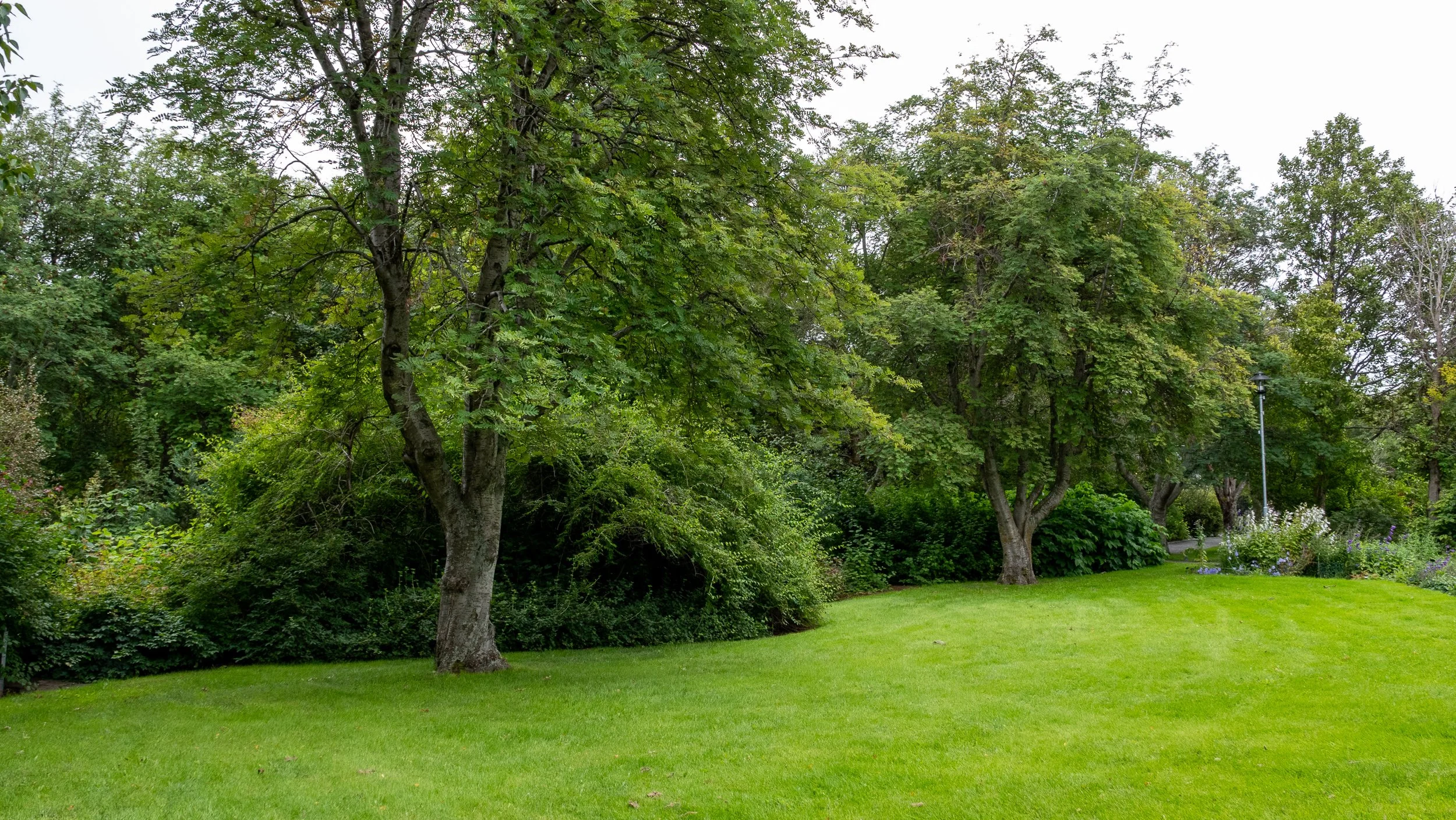 Akureyri Botanical Garden 