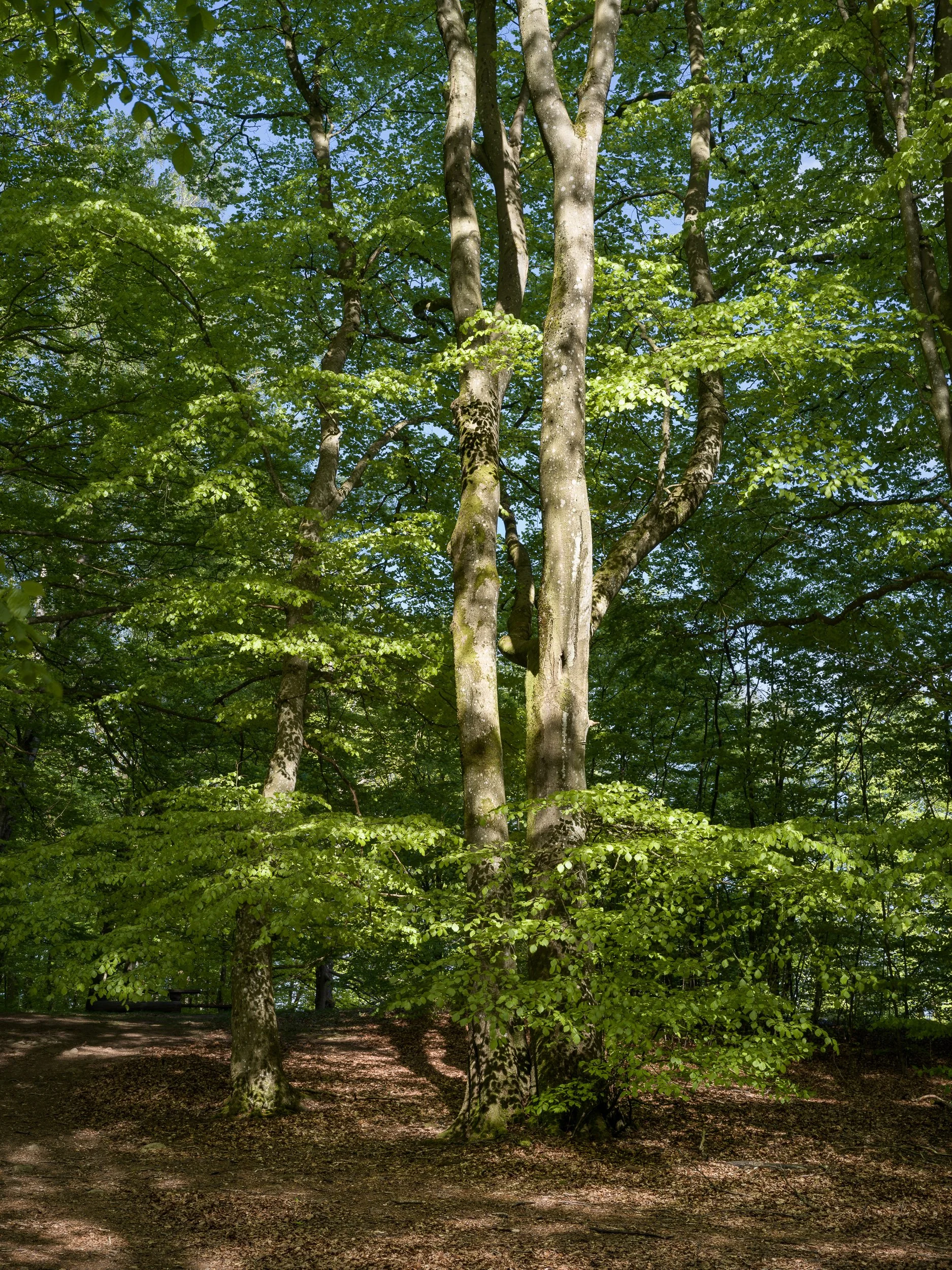 May, Söderåsen NP, Sweden