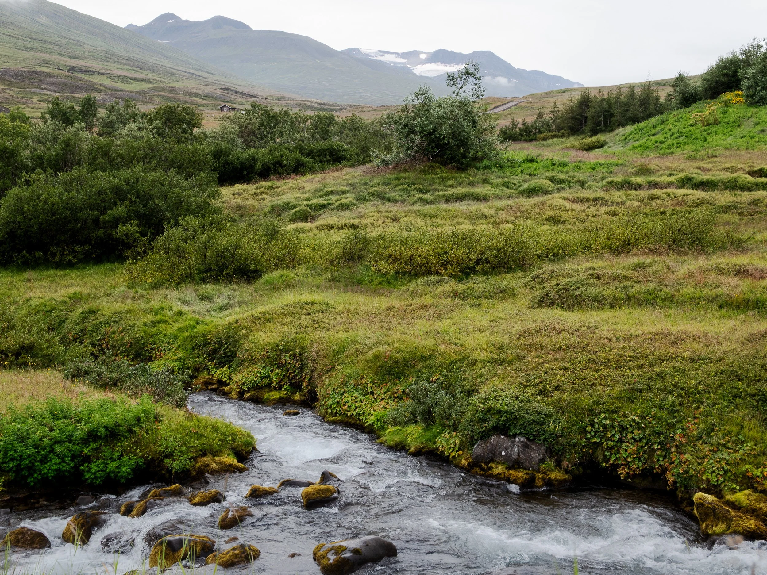 The lush landscape of Iceland