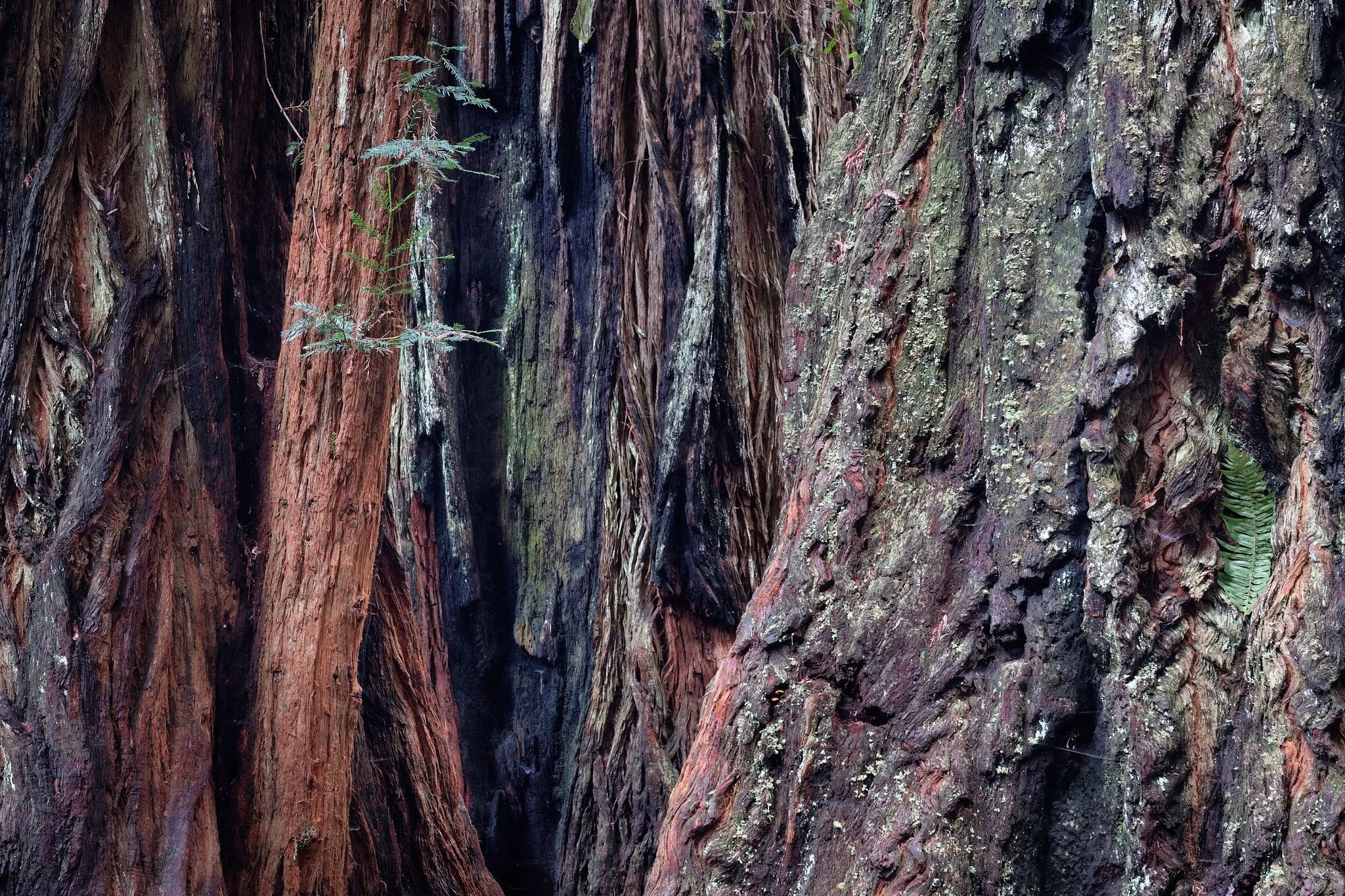 2018 - -17-20180217_2018 Redwoods NP_0348-IridientEdit.jpg