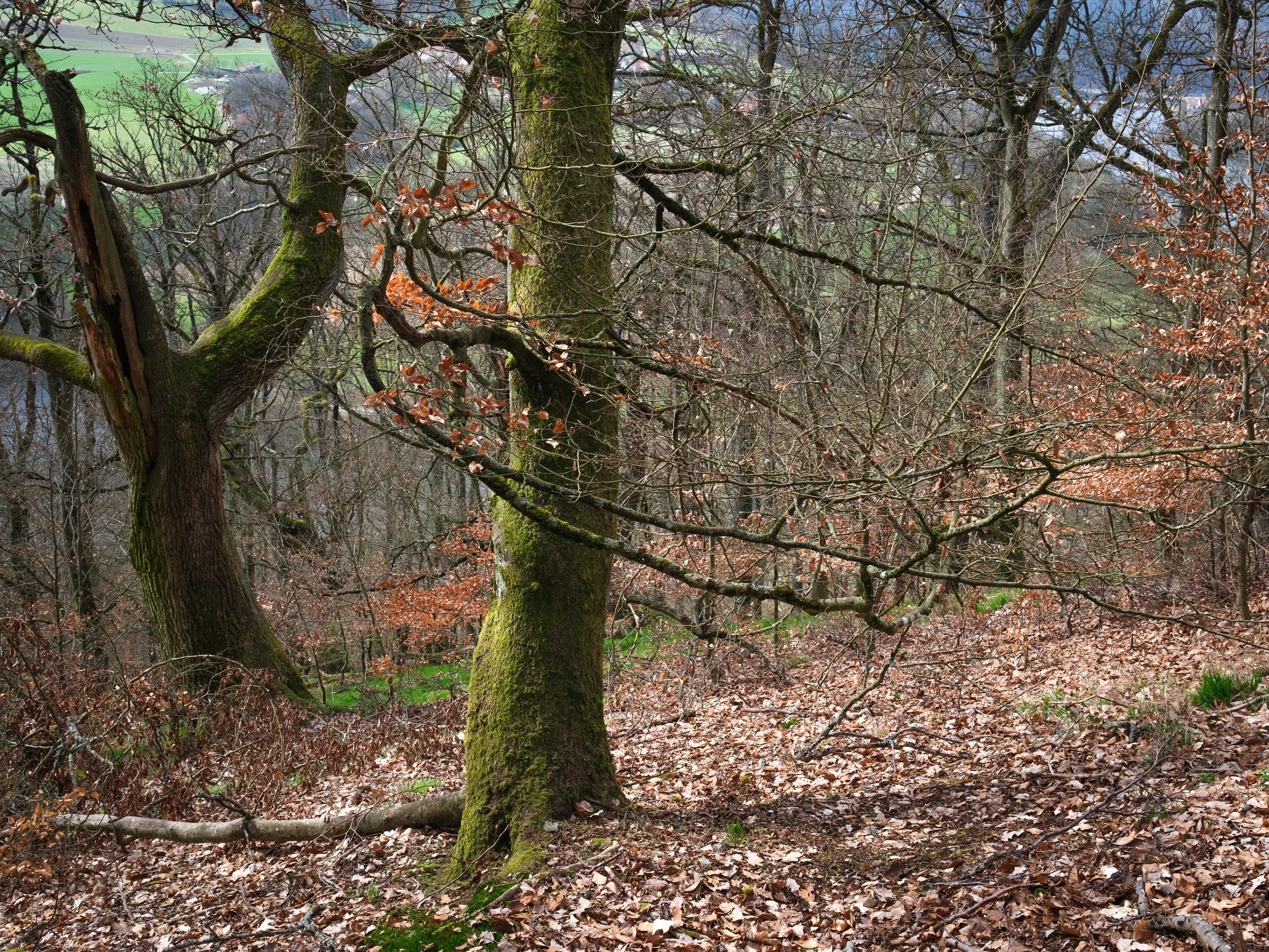 April, Kellerwald-Edersee NP, Germany