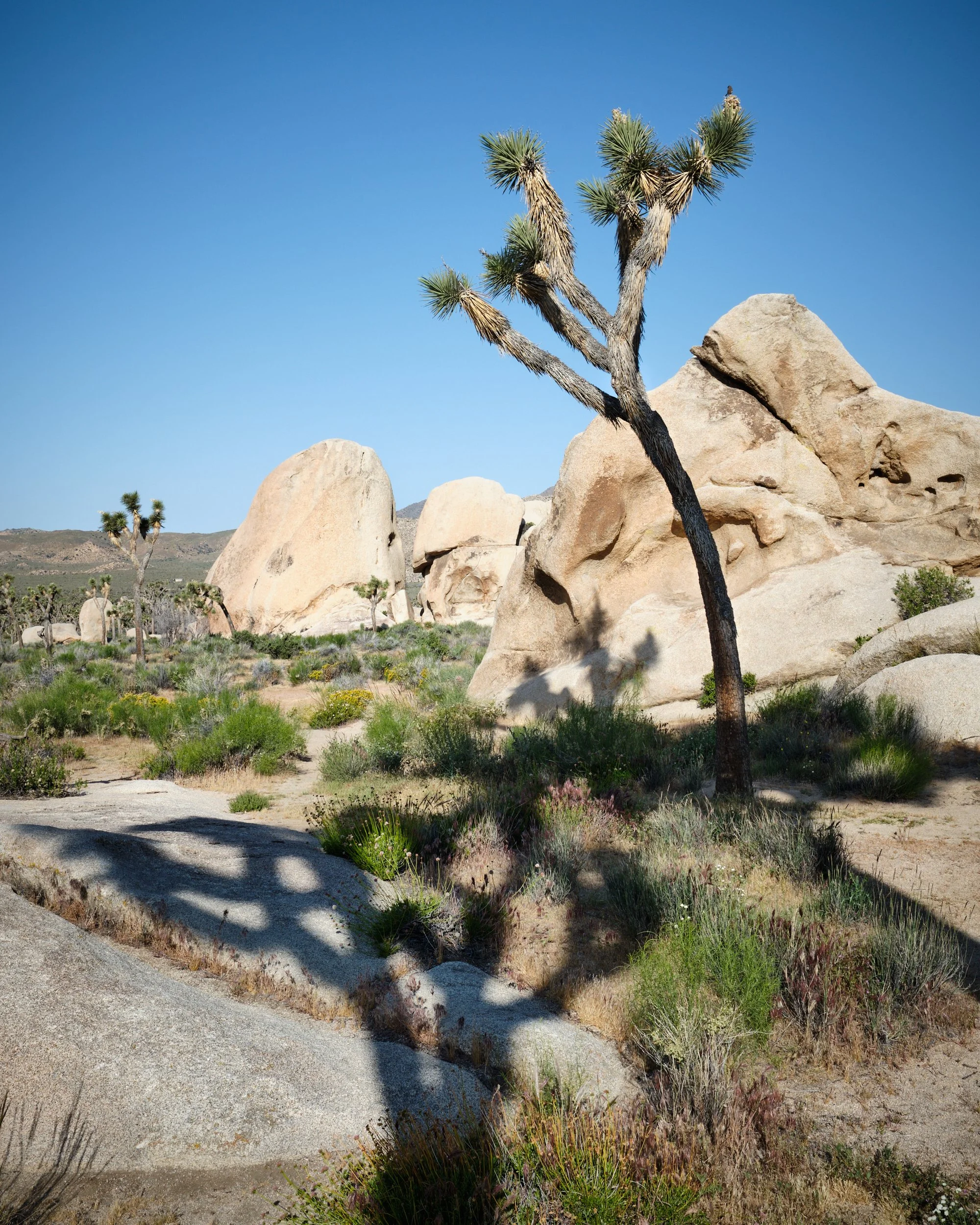 2017 Joshua Tree National Park, California
