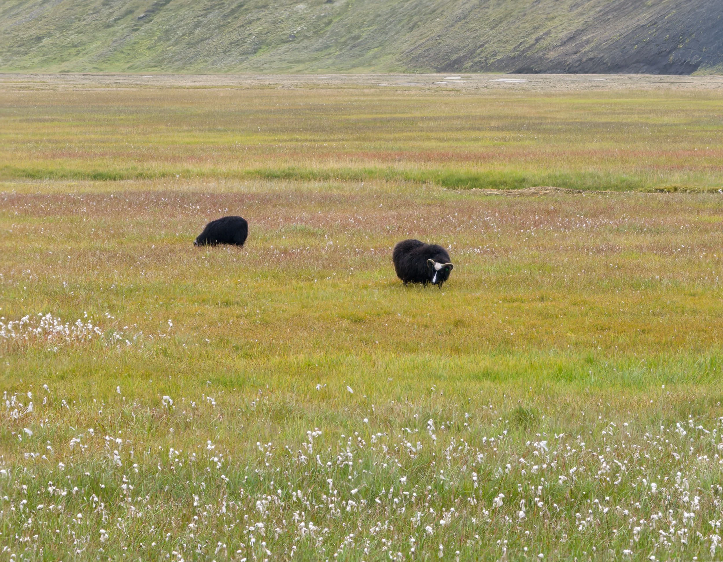 Residents of Landmannalaugar