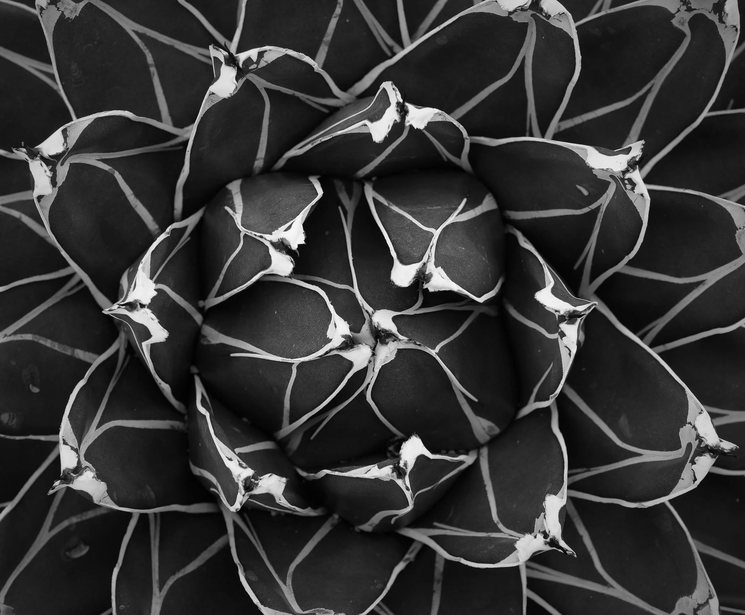 20221029-112423-LeicaLEICA Q2 MONO-Masters_Blog.jpg