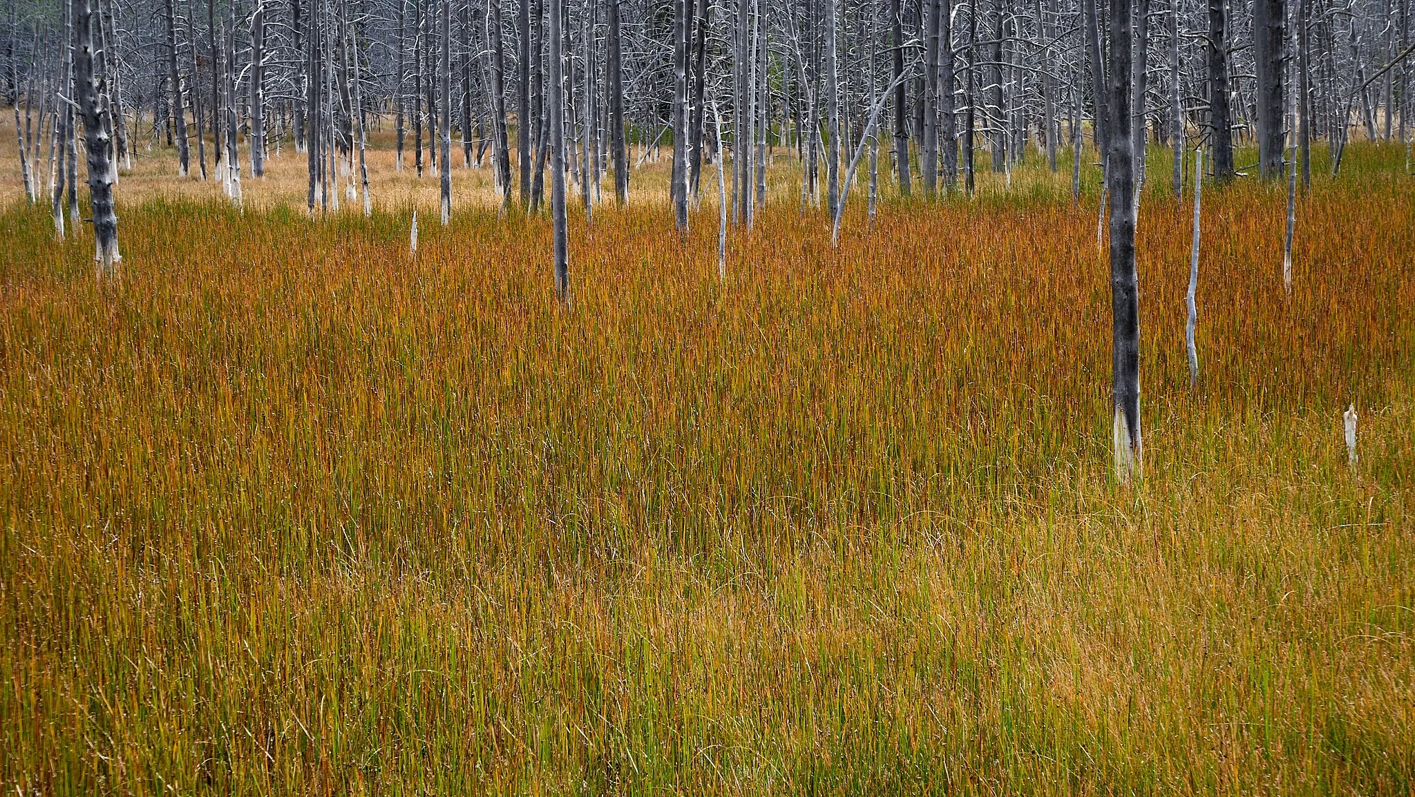 P10003052019 Fall Trip.jpg