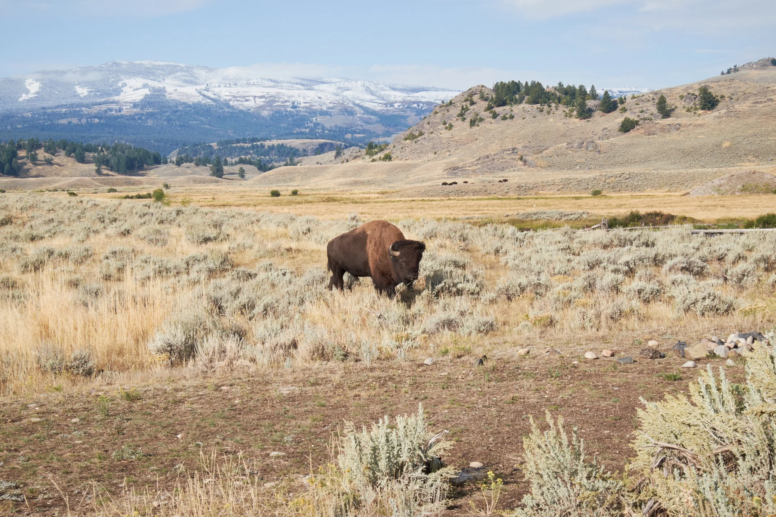 2017-09-17_09-20-37_Yellowstone.jpg