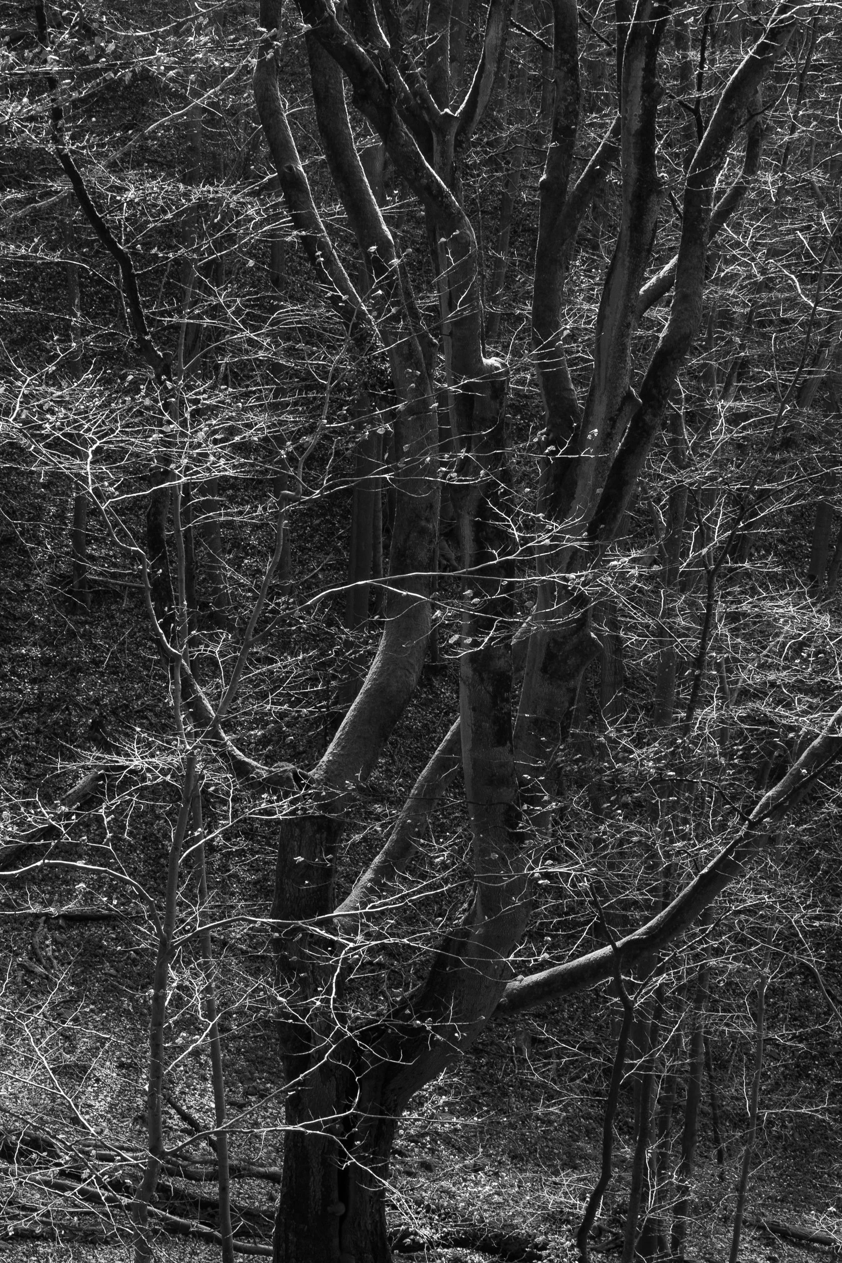 20240317-110108-Leica-LEICA Q2 MONO_Blog.jpg