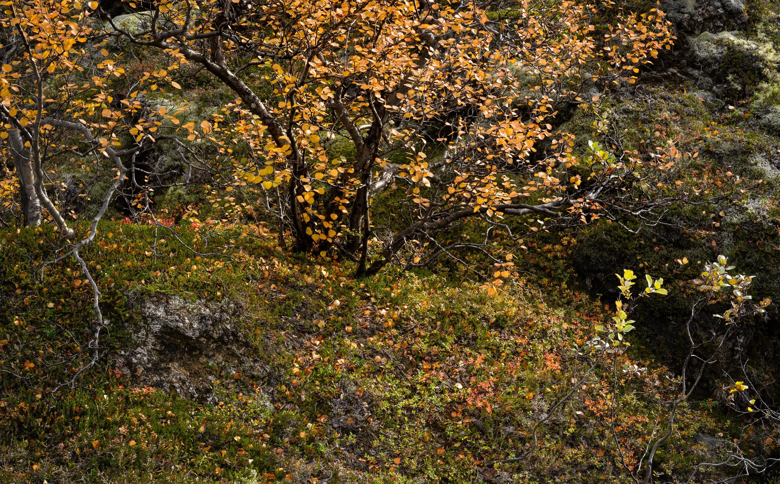 Dimmuborgir lava fields, Myvatn