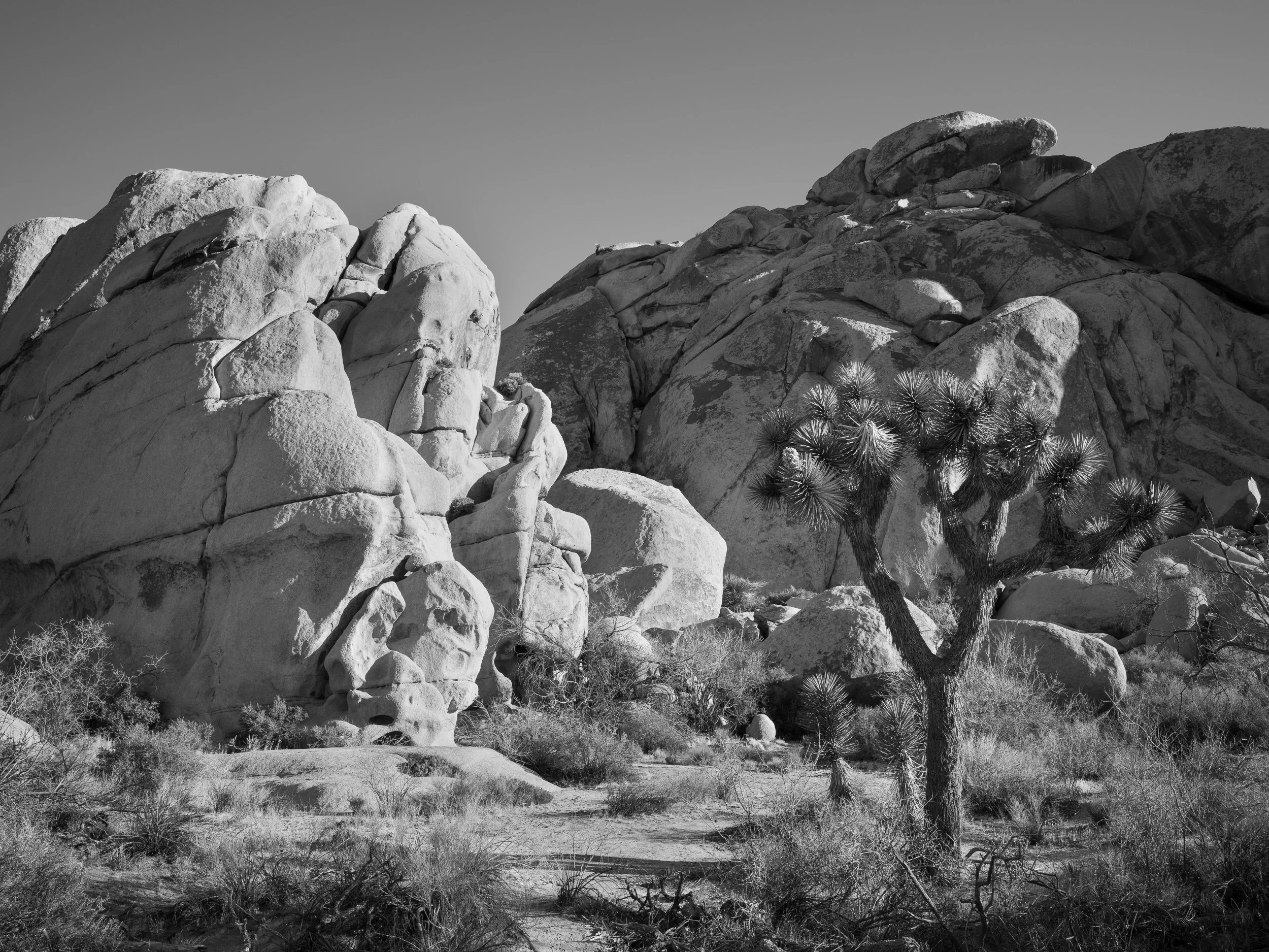 20250410-073137-HasselbladX2D 100C_Blog.jpg