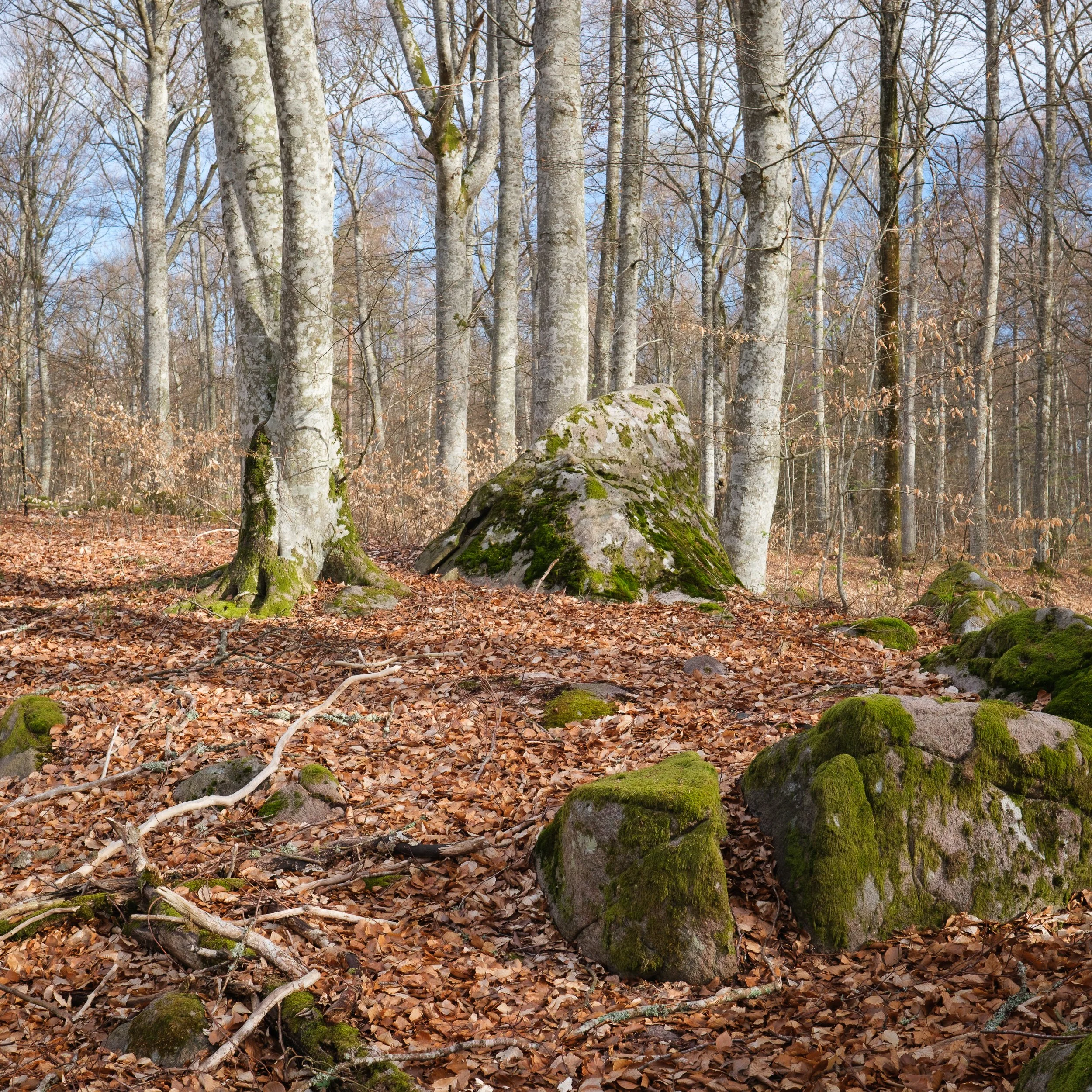 April, nature preserve, Sweden