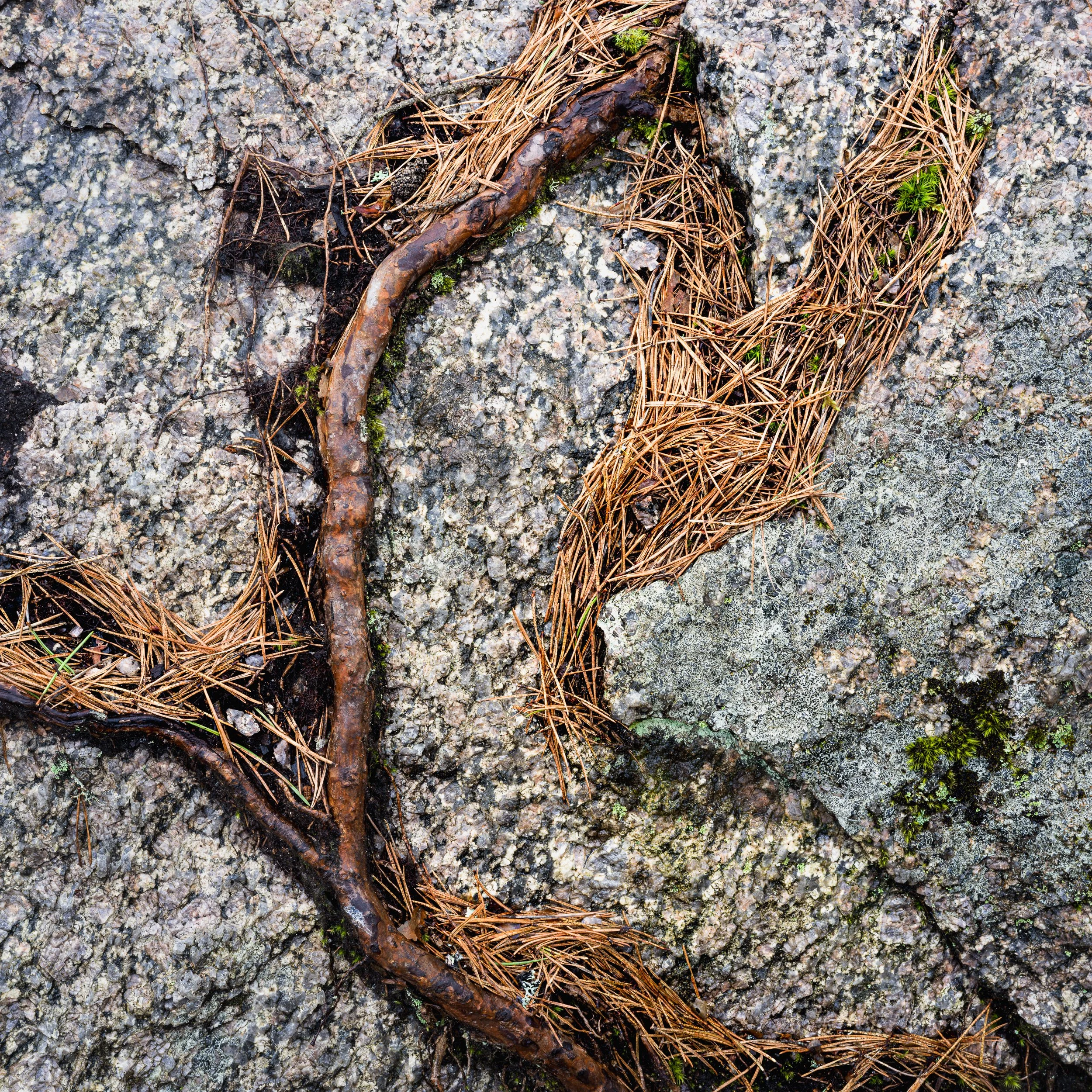 April, Tiveden NP, Sweden