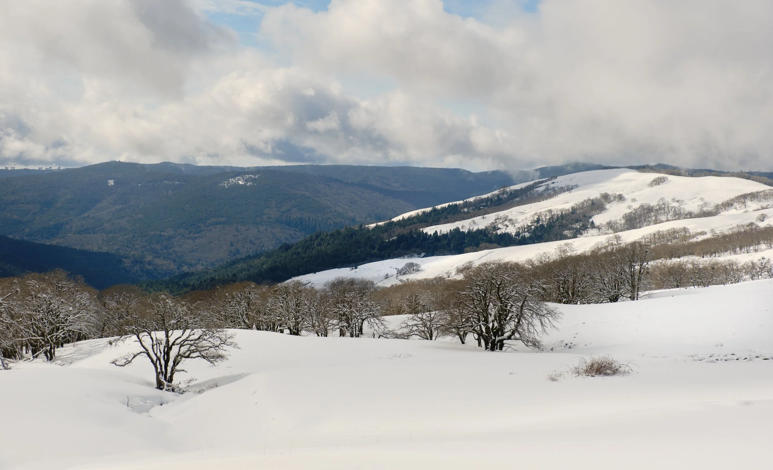 2019 Bald Hills Scenic Drive, black oaks 