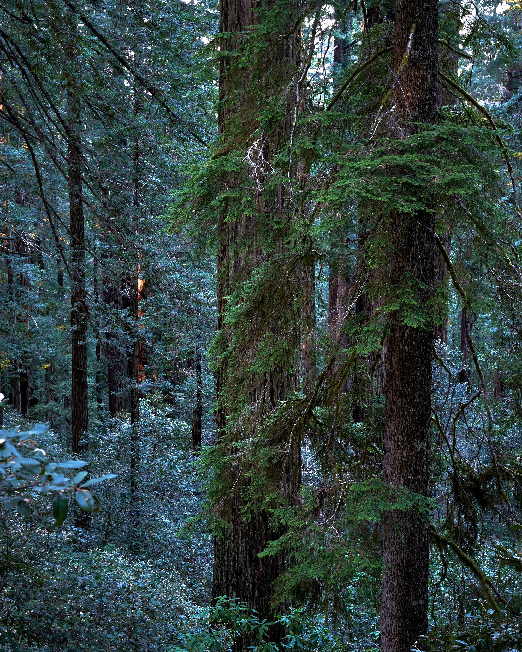 2019-02-18_16-28-00_Redwoods.jpg