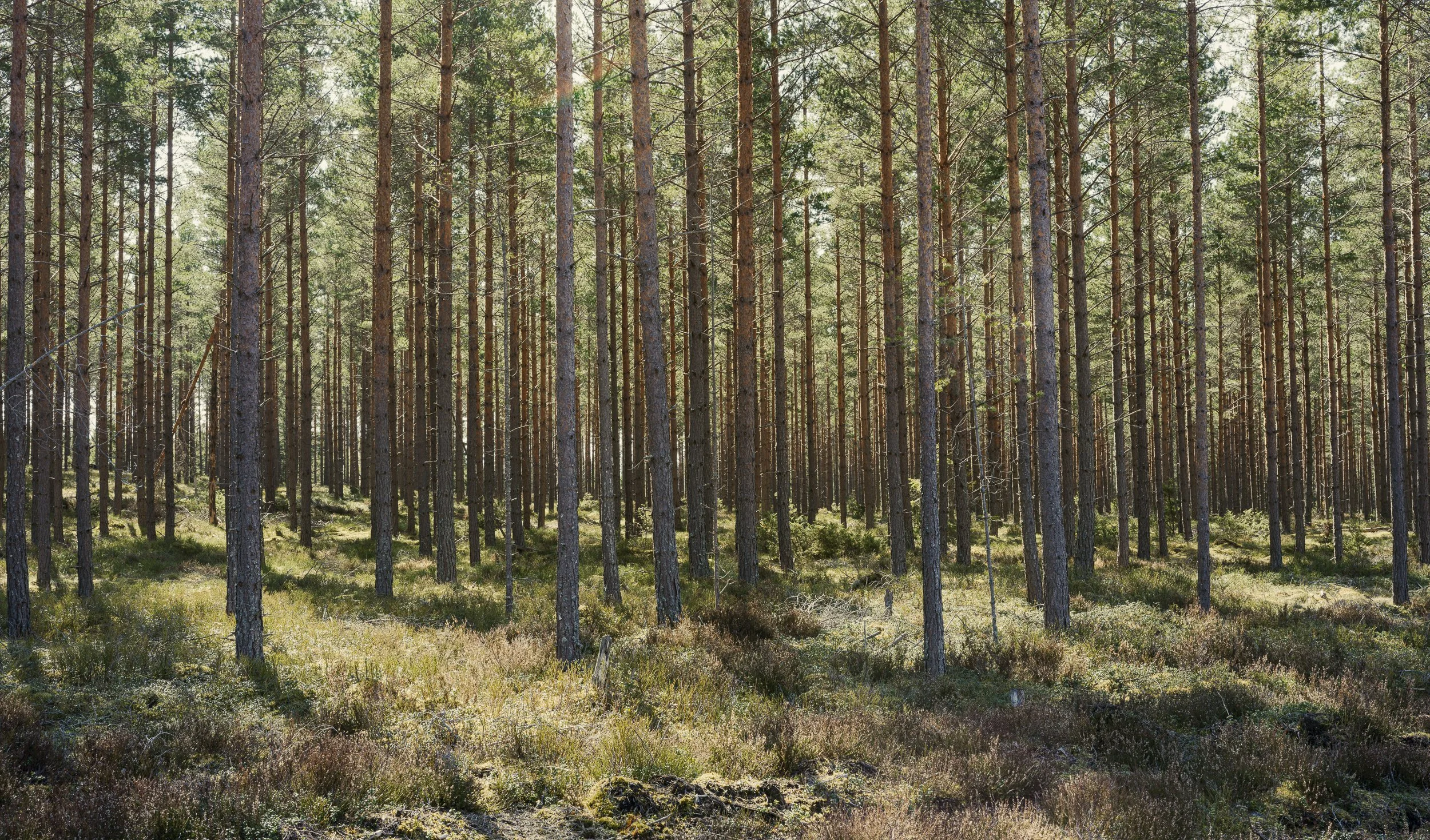 April, Sweden