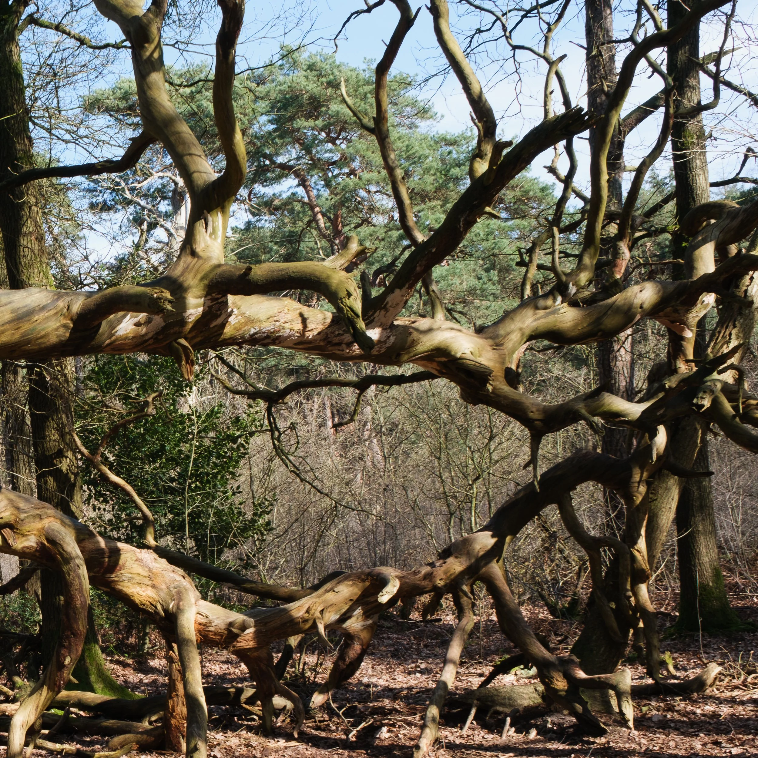 February, De Kaapse Bossen, Utrecht NL