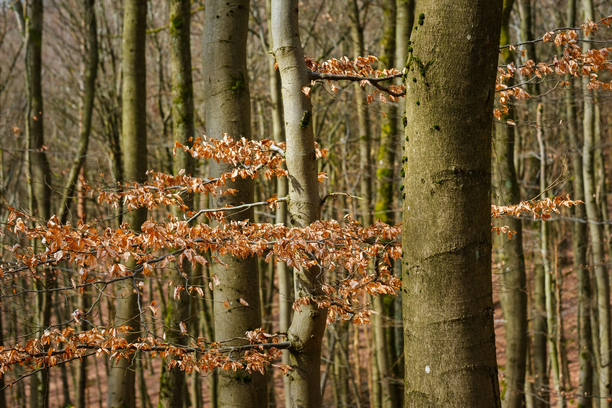 20240320-124935-Fujifilm-X-T5_Blog.jpg