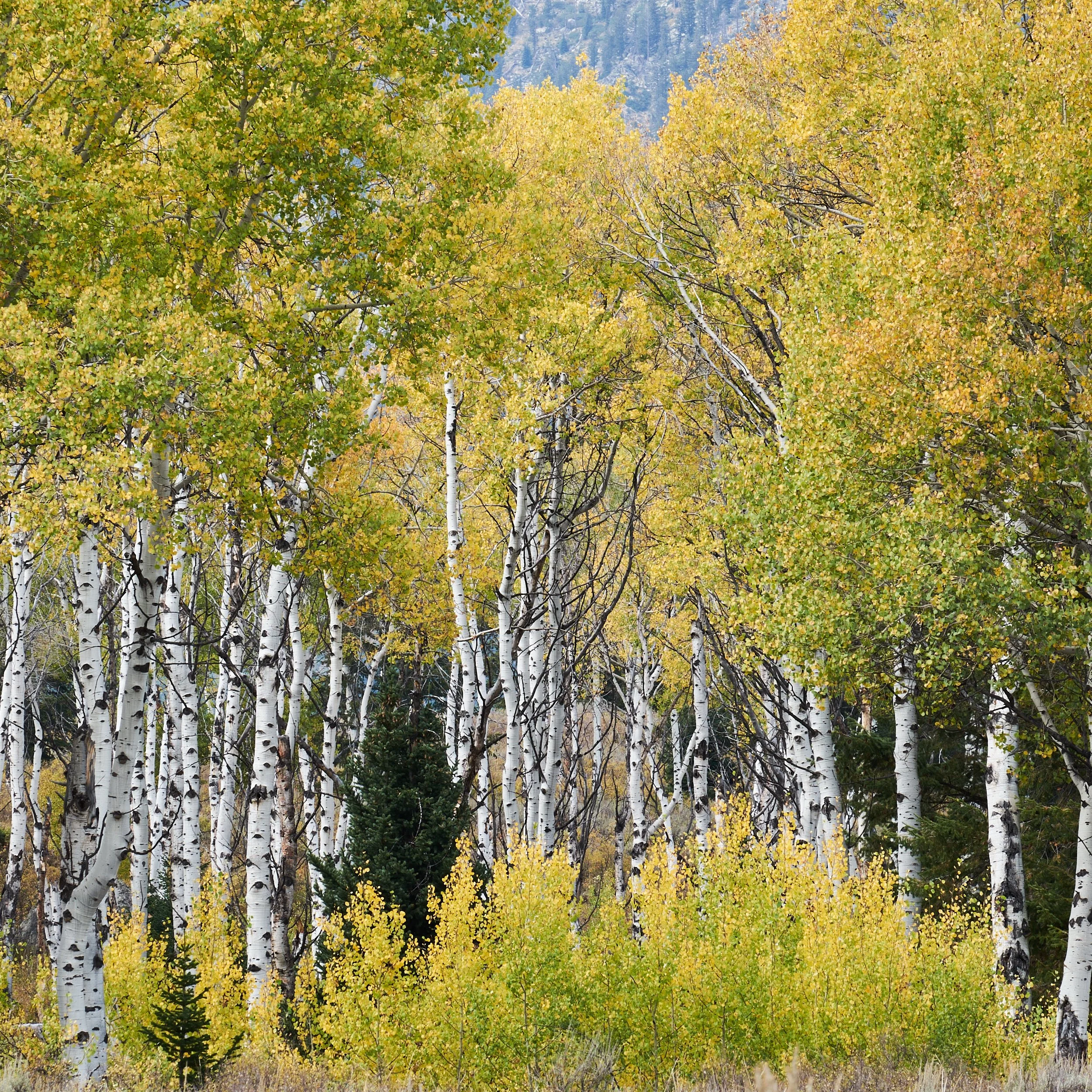 2014-09-16_13-44-42_Tetons.jpg