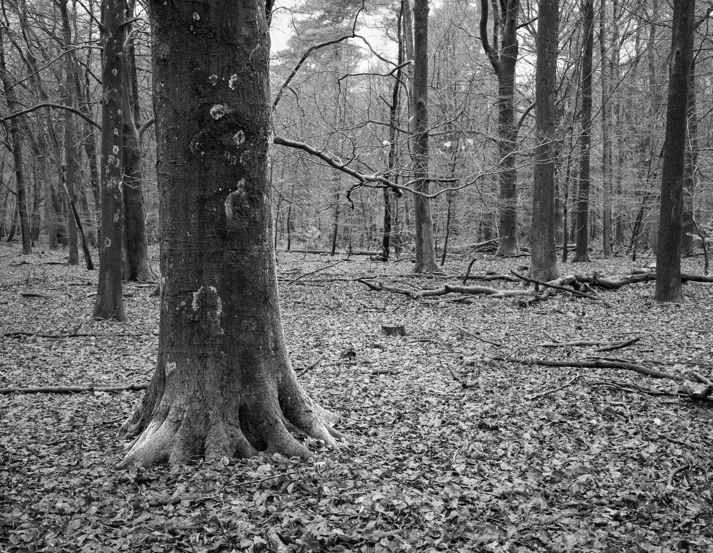 20231230-125920-FujifilmX-T5-Veluwezoom NP_Blog.jpg
