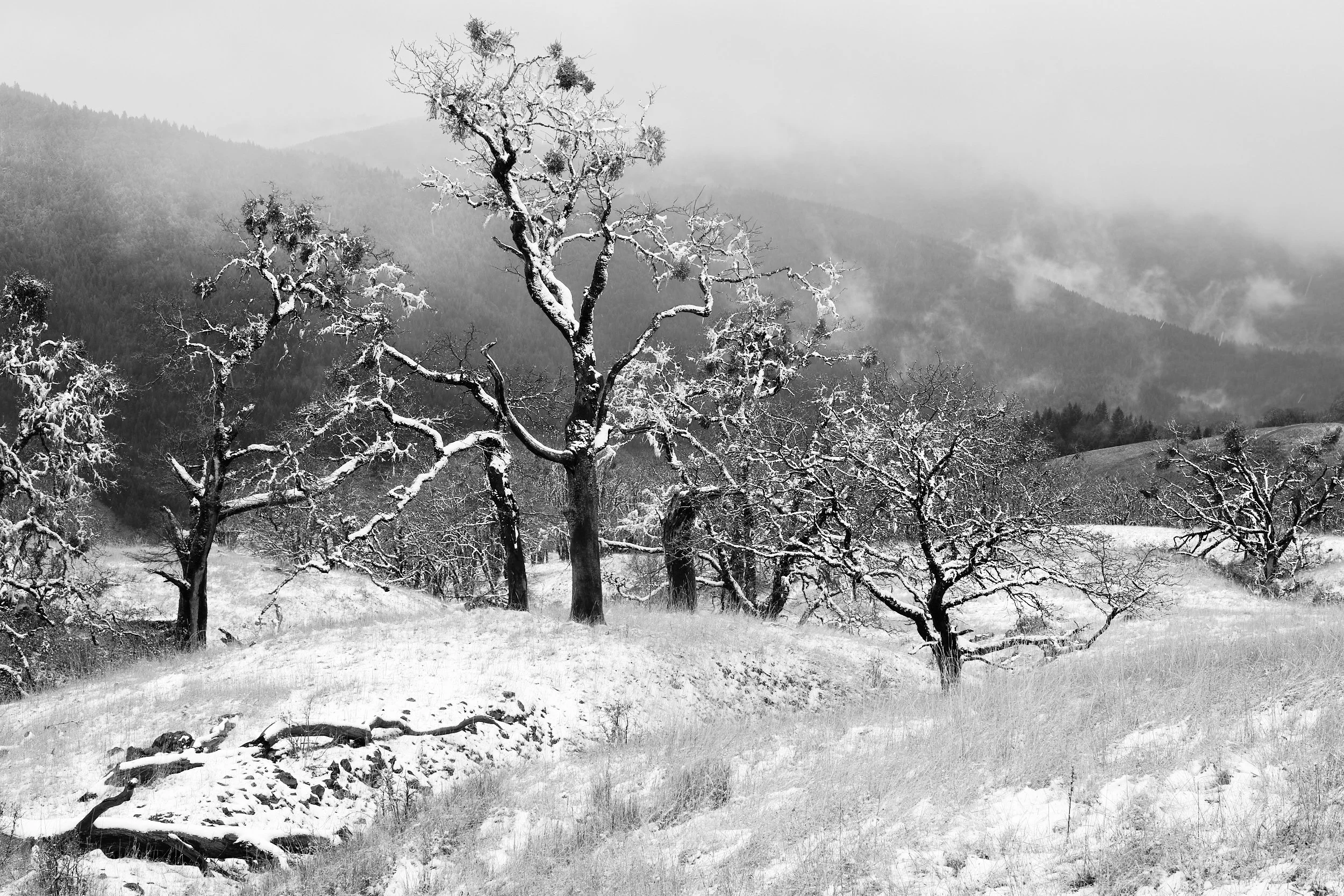 2018 Bald Hills Scenic Drive, black oaks 