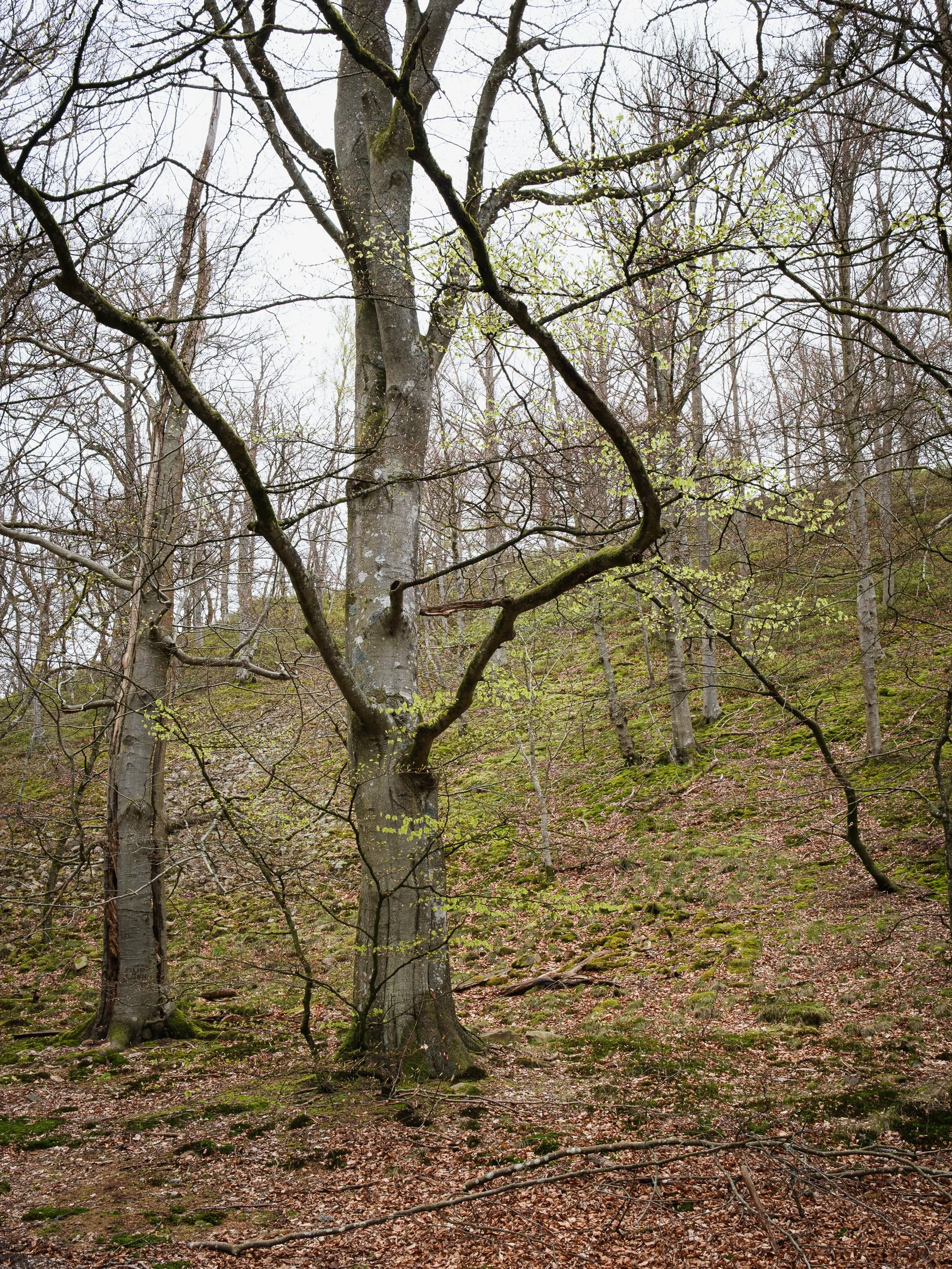 April, Söderåsen NP, Sweden