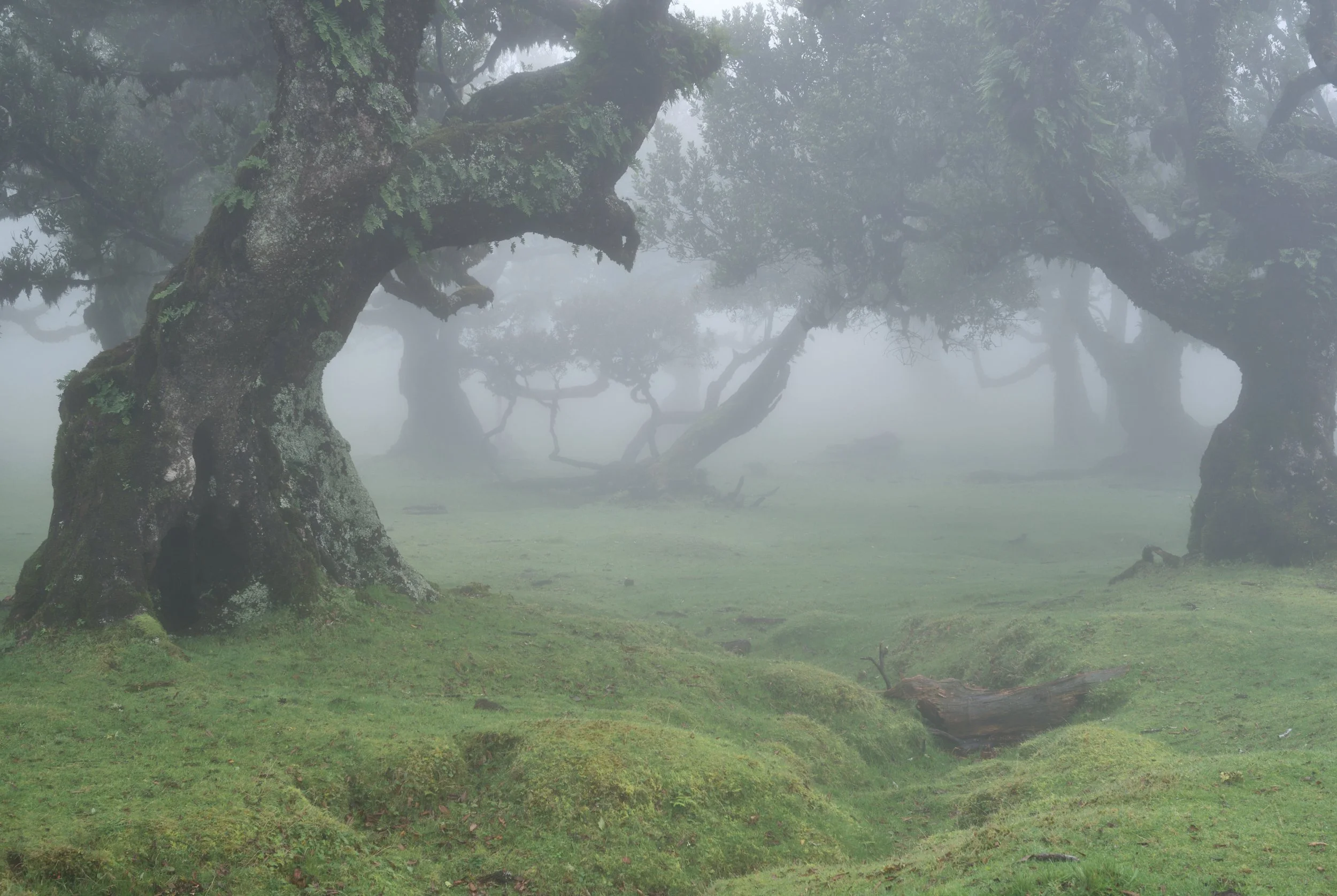 2021 Fanal Forest, Madeira