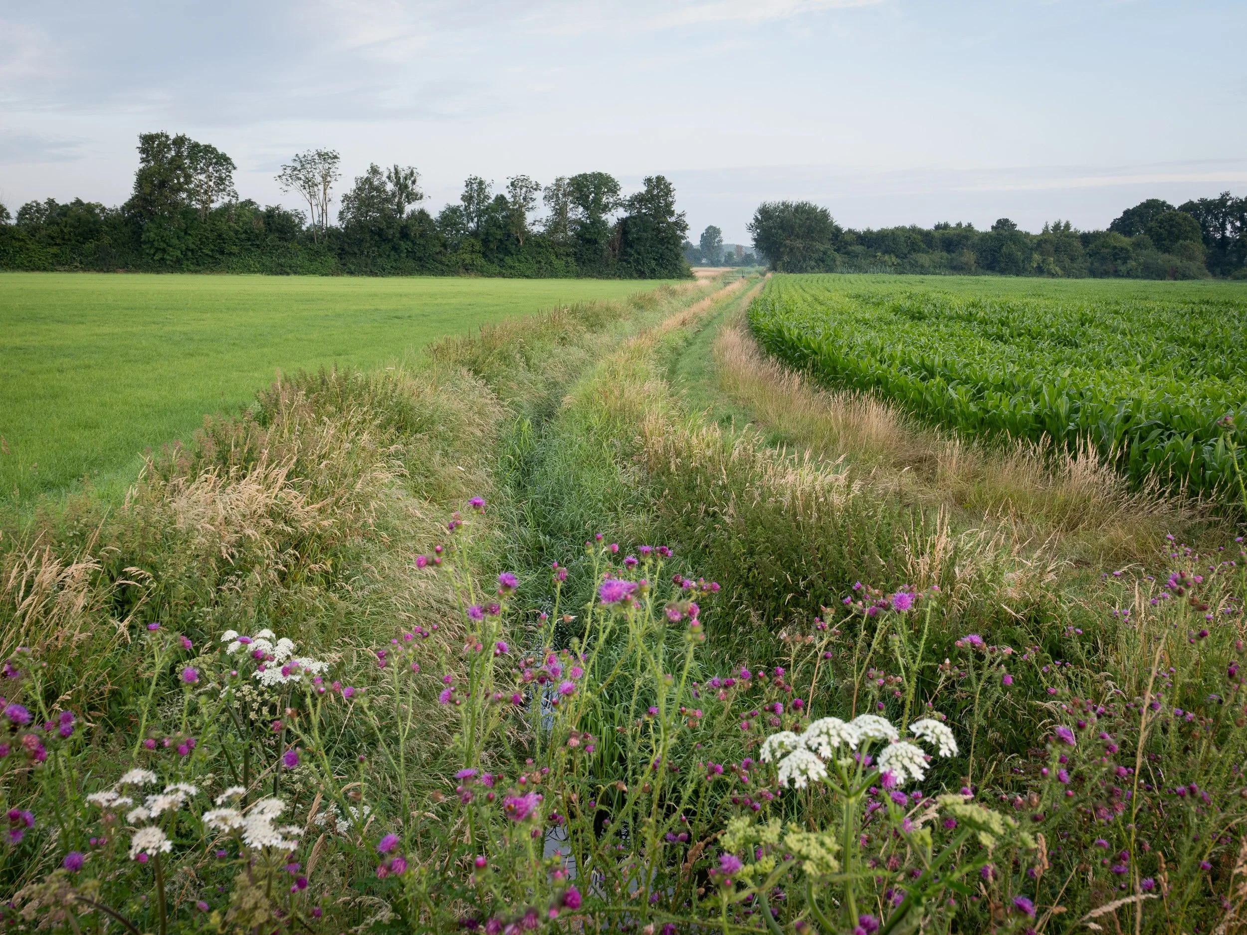 July, walk Didam, NL