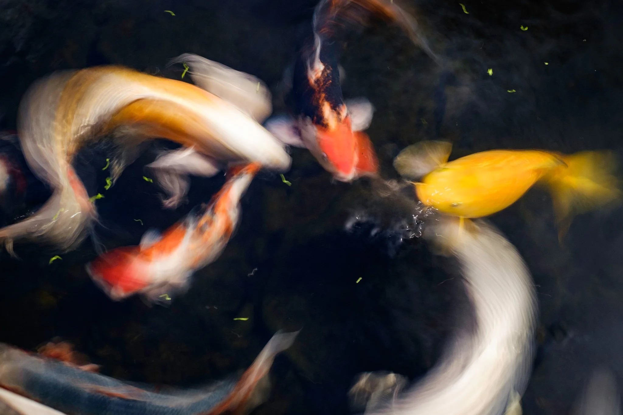 2015 - -275-20150619_Portland_Japanese_Gardens_0009.jpg