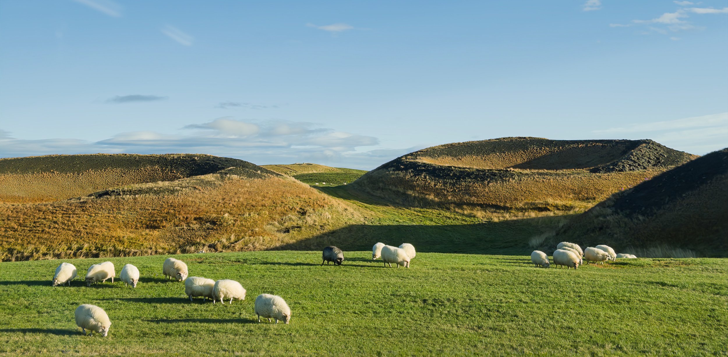 Lake Myvatn sheep among the rootless cones (made by steam not magma)