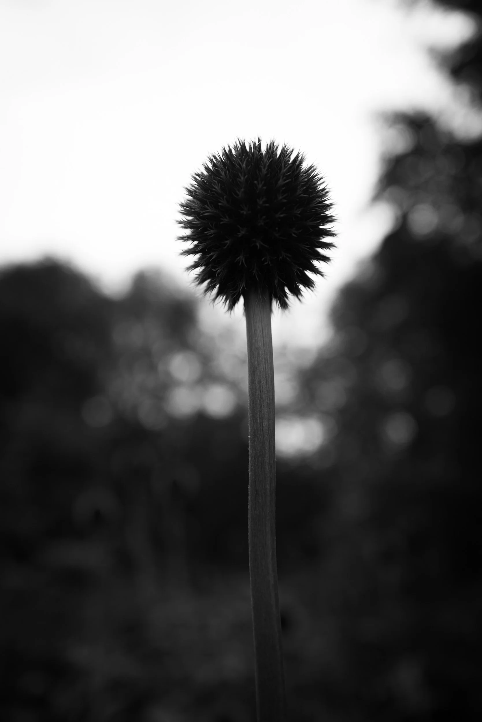20250808-111325-LeicaLEICA Q2 MONO-L1001030_Blog.jpg