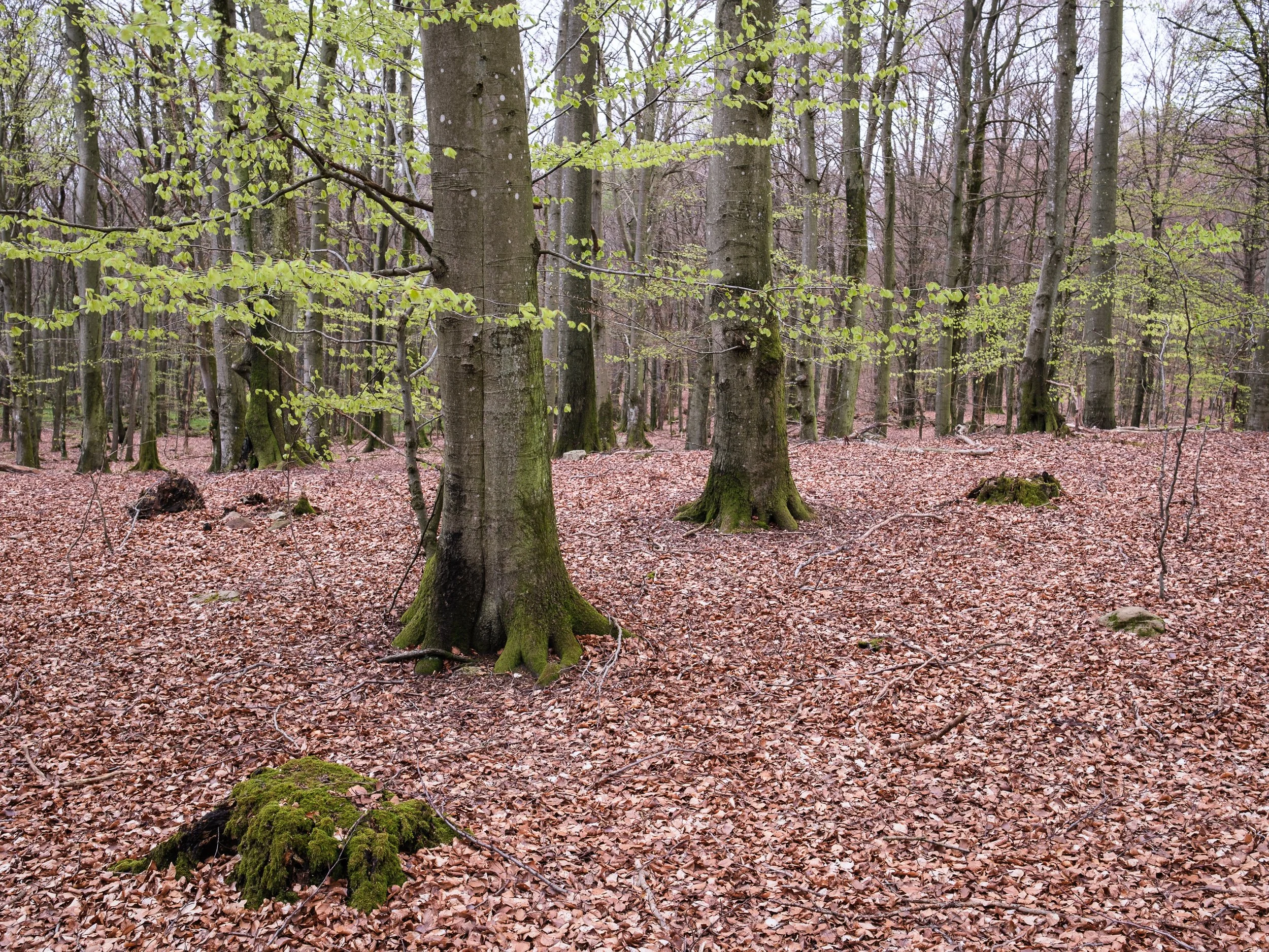20240423-104958-FujifilmX-T5_Blog.jpg